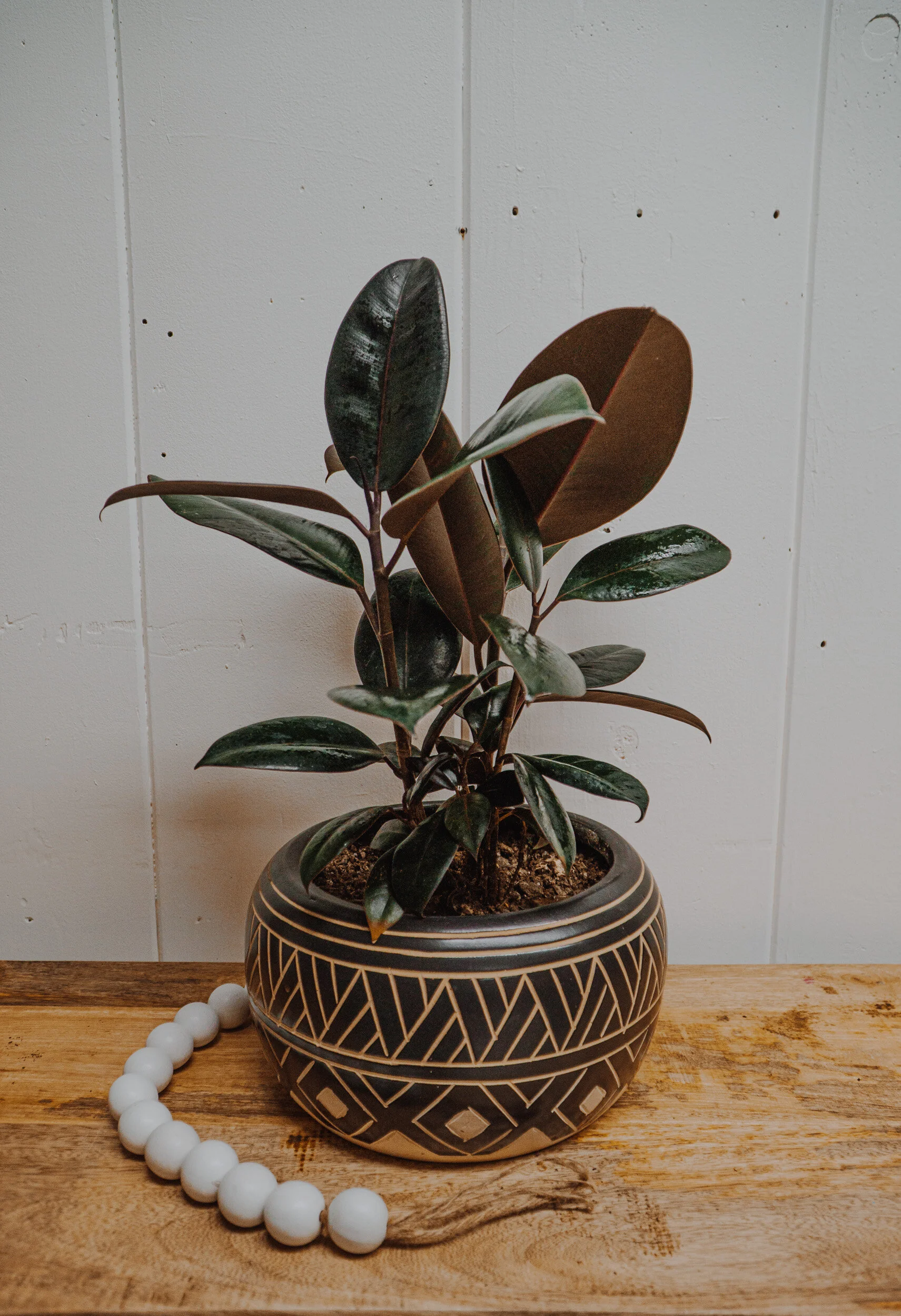 Deco pot Rubber tree plant