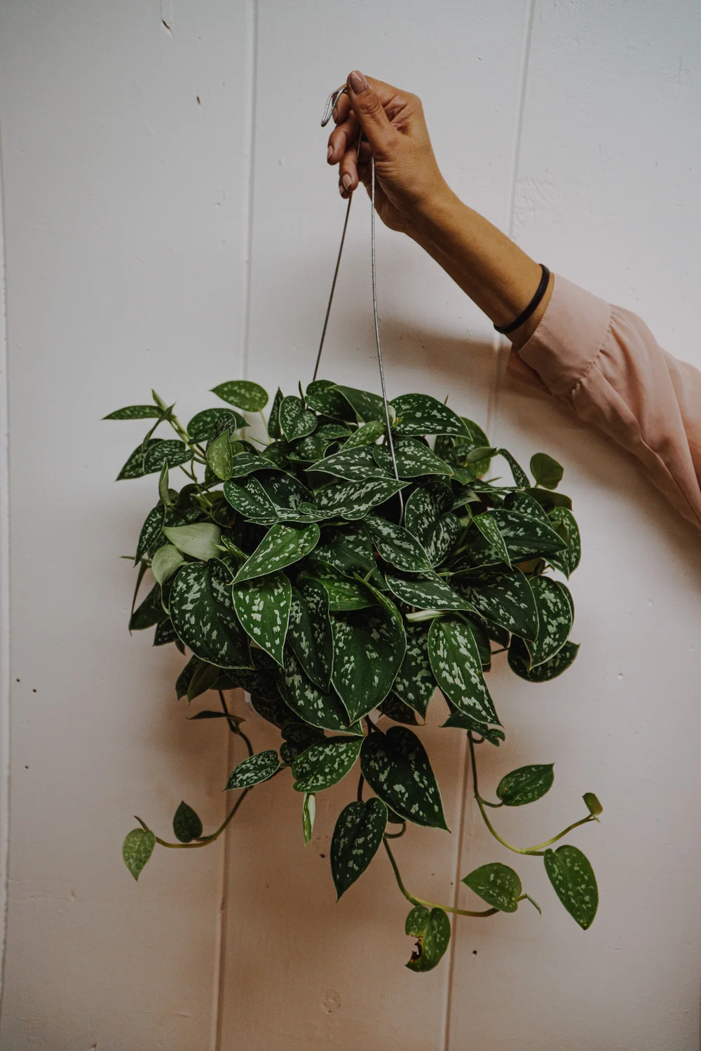 hawaiian golden pothos Big Leaf Golden Pothos