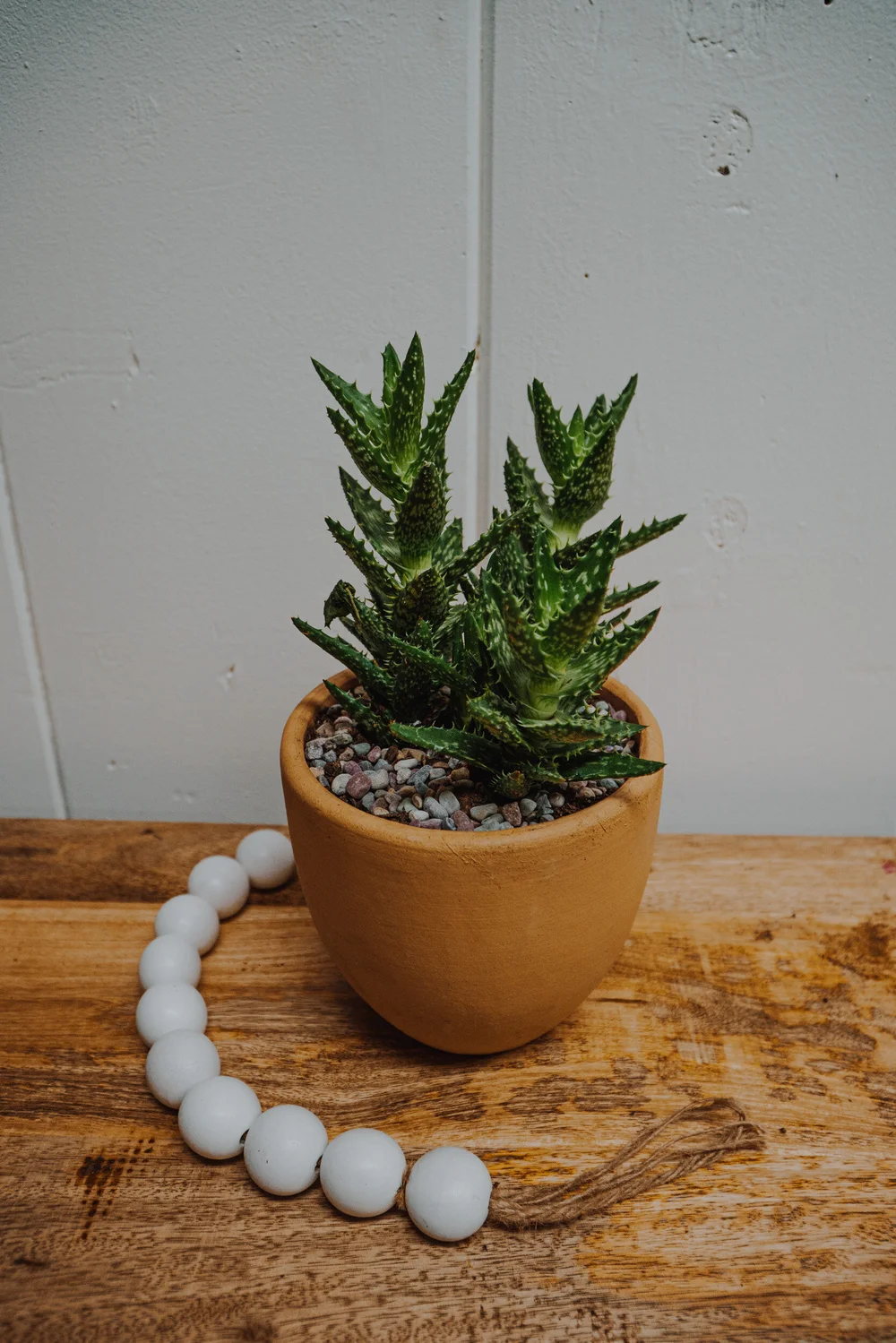 aloe vera drink concentrate Equine Aloe Vera Juice main image 0