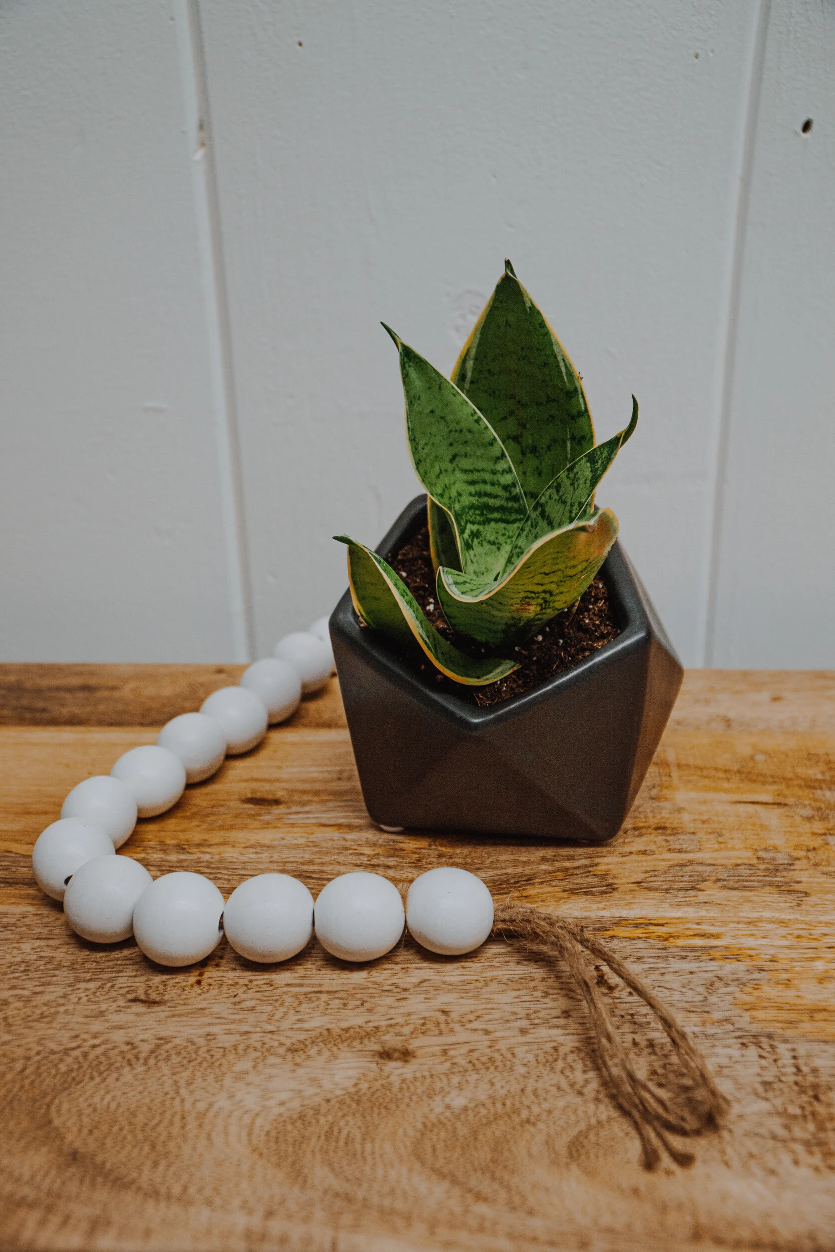 Sansevieria Snake Geo