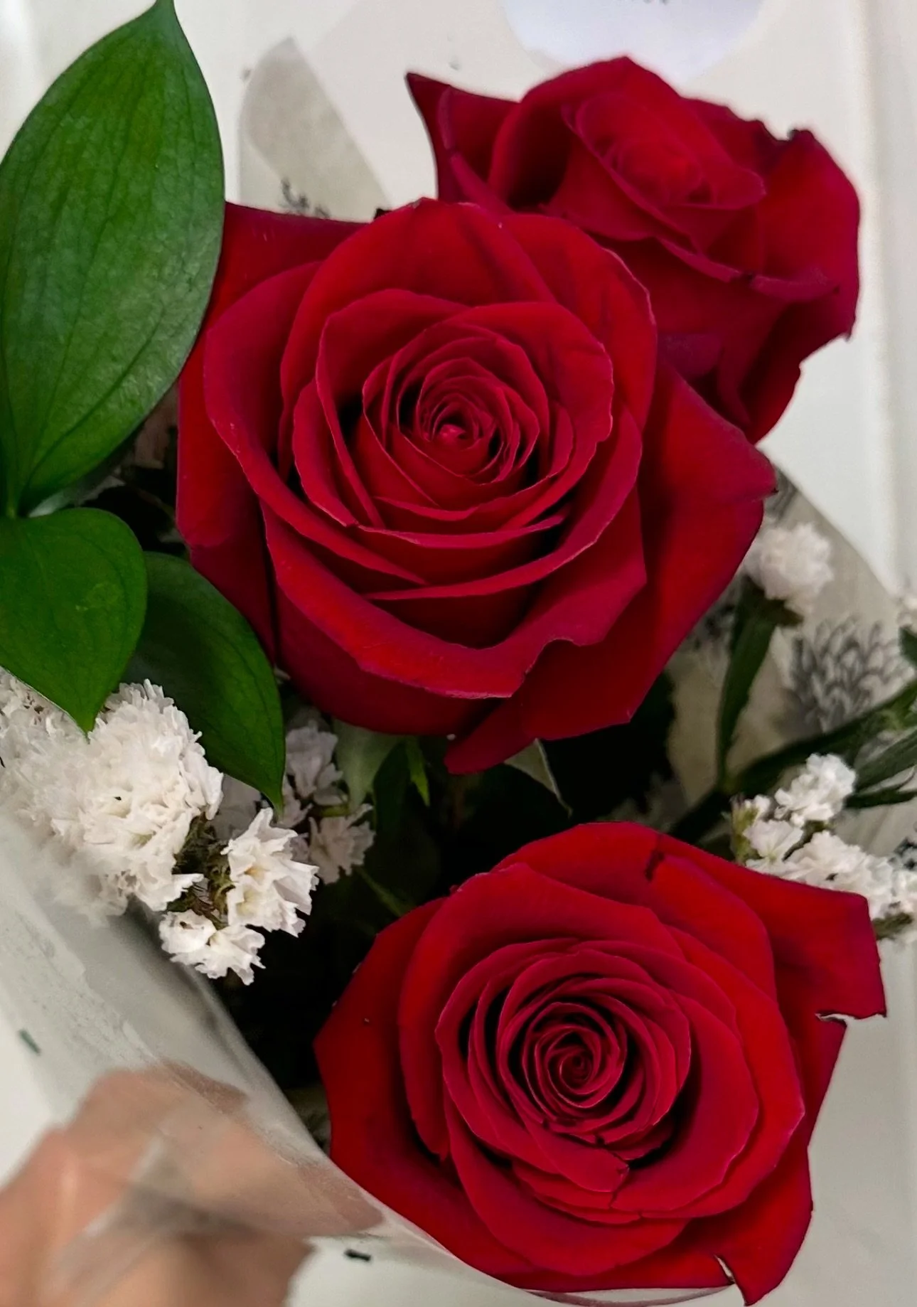 Classical Red Roses NO VASE