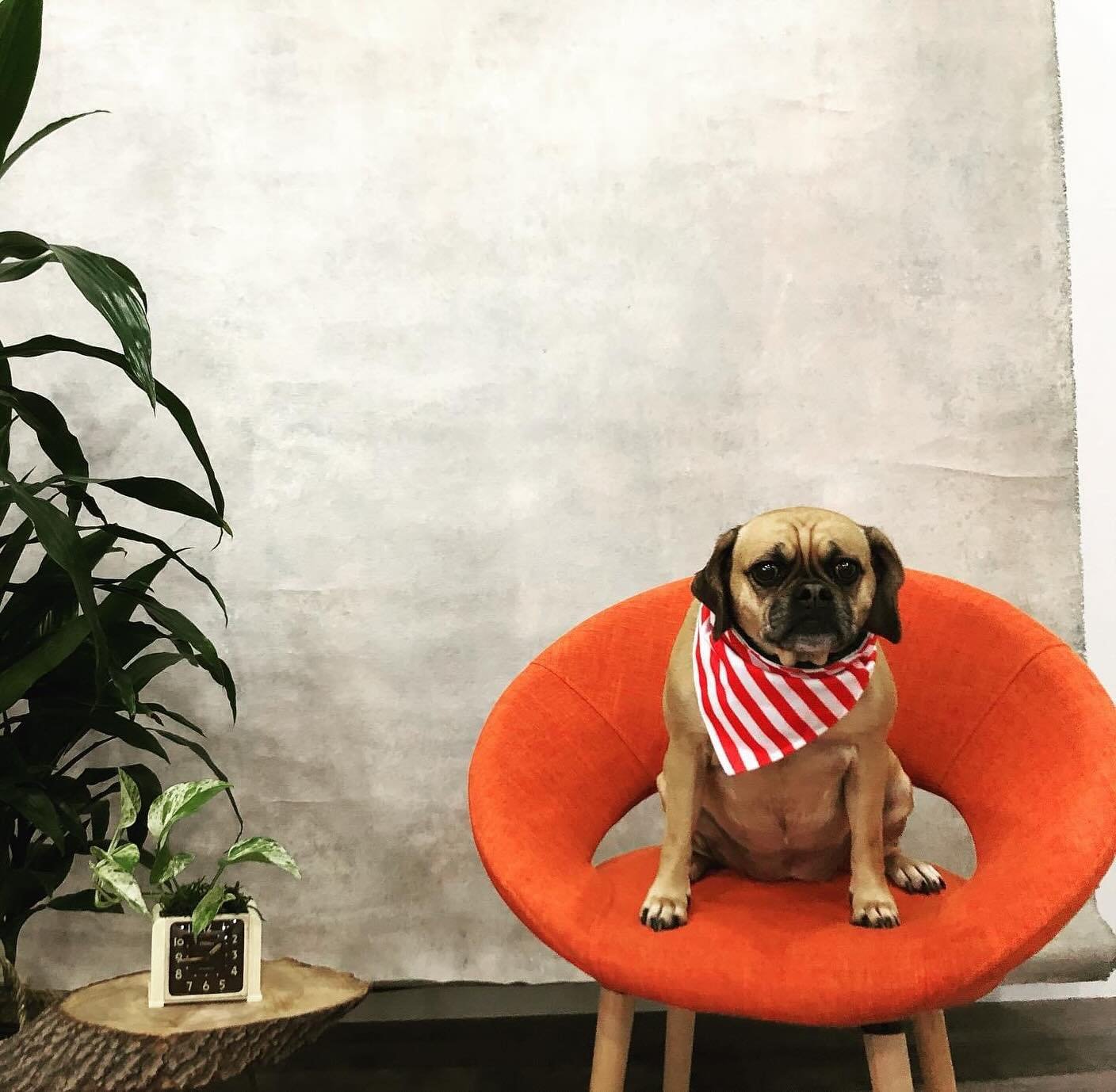We are a pet friendly photo studio. We love dogs, and it&rsquo;s always a great idea to include your fur babies! 🐶 

However, bringing a pet means there may be a few extra details to pin down while preparing for your photo shoot, we can work with yo