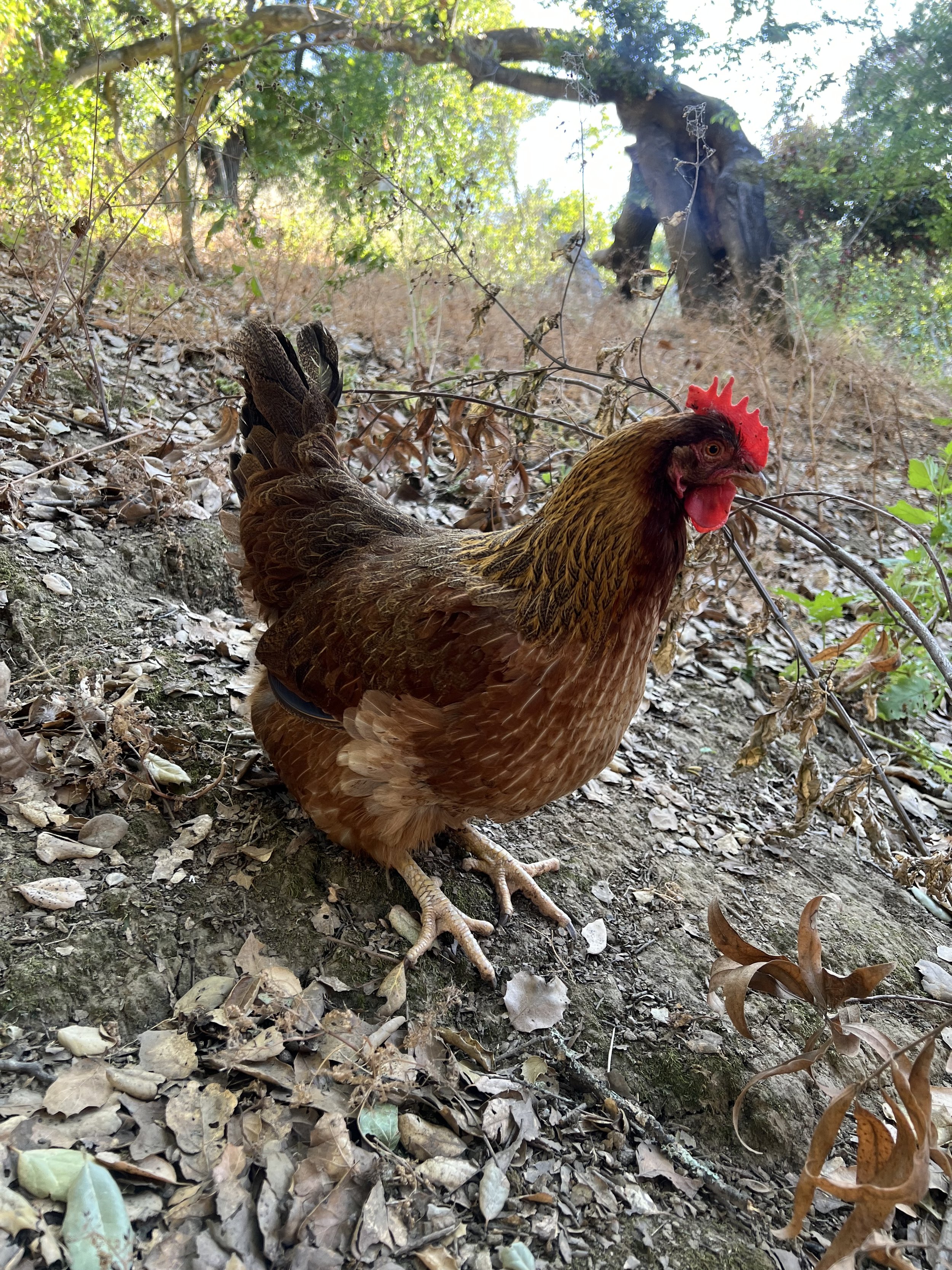Lucky
Approx. Birthdate: 6/7/20.
She was being used for eggs. Another chicken tried to kill her when she was born. She was the last one left in her flock and was lonely after being alone for five months.
Arrived Home: 6/7/25