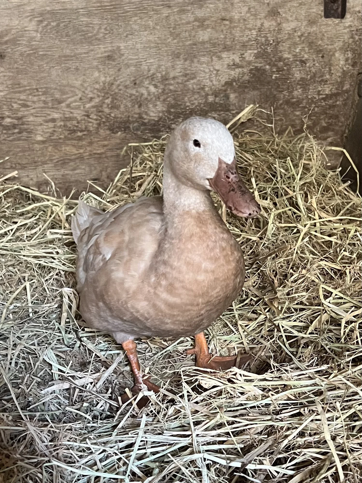 Dumpling
Approx. Birthdate: 1/1/21.
She was discovered at Almaden Lake in 2021, where she was likely abandoned. The locals fed her regularly. on 9/19/25, they saw her limping. One of the feeders brought
her to the vet and cared for her. They live in