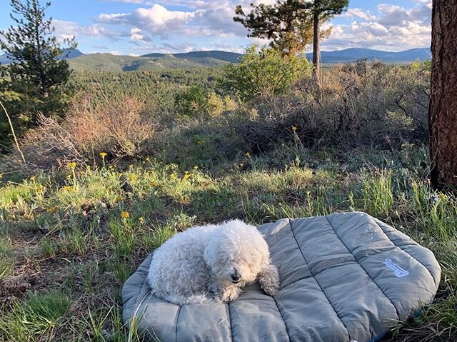 &ldquo;the outdoorsiest lil campin dog you ever did see&rdquo; -lots of people, if they were being honest
