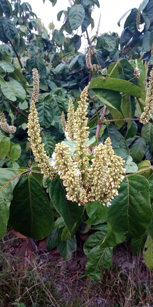 flor guaraná.jpg