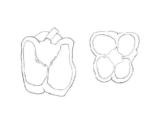 bell pepper plan section.jpg