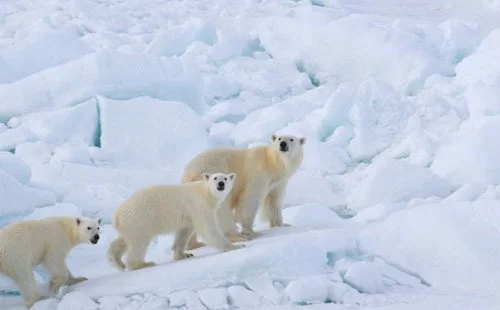 Go Polar at the Phil