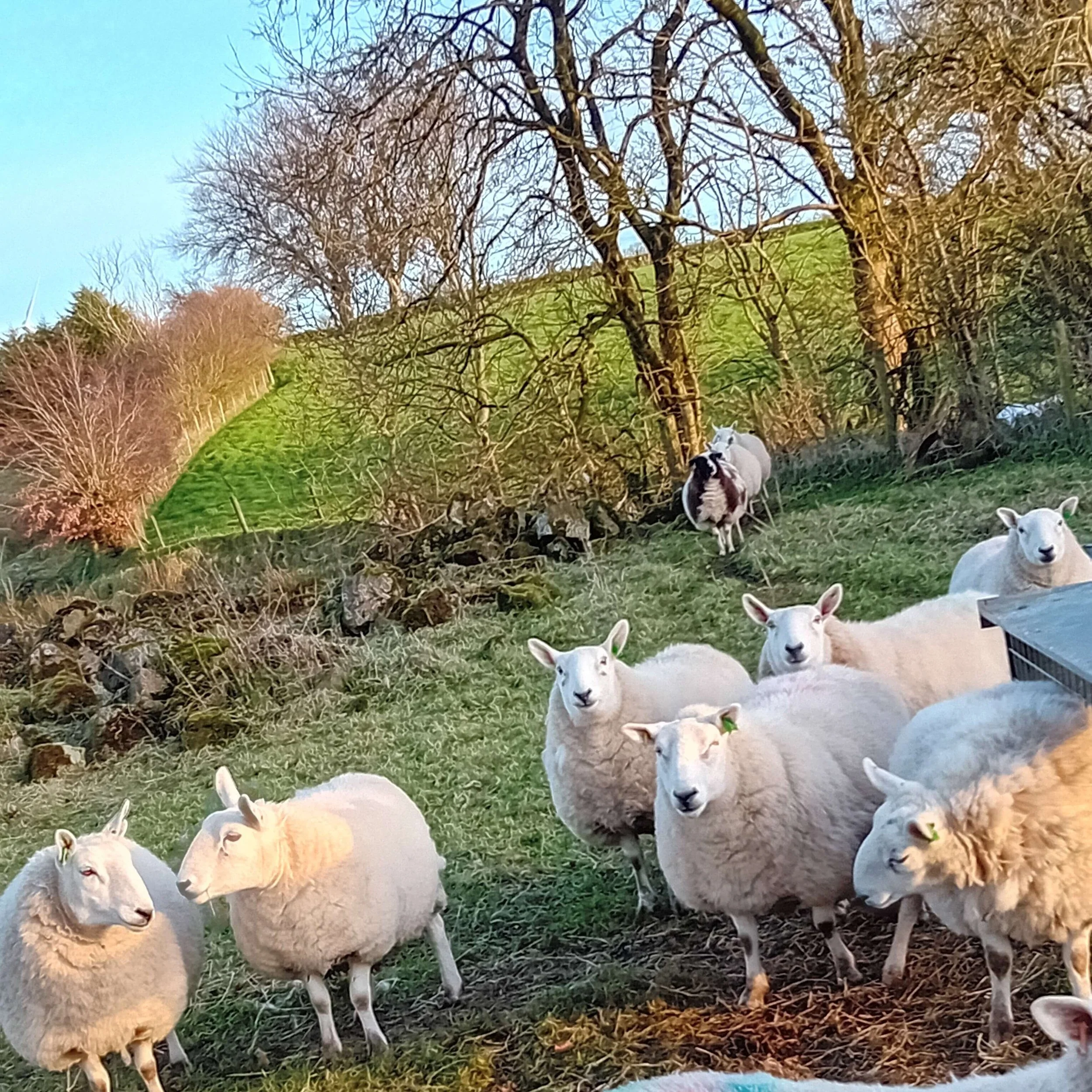 Cheviot Flock.jpg