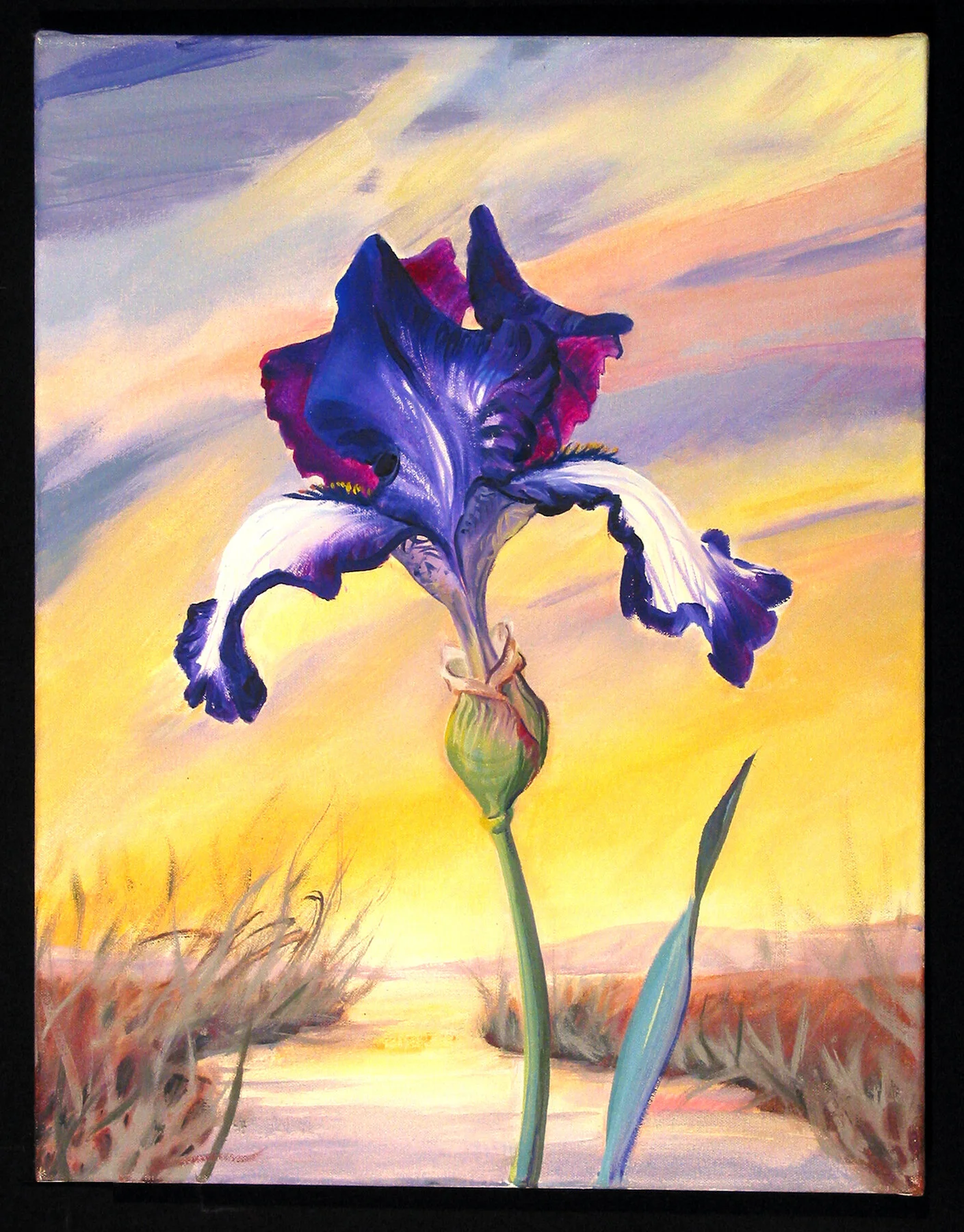 Iris with Yellow:Pink Sky 18x14.JPG