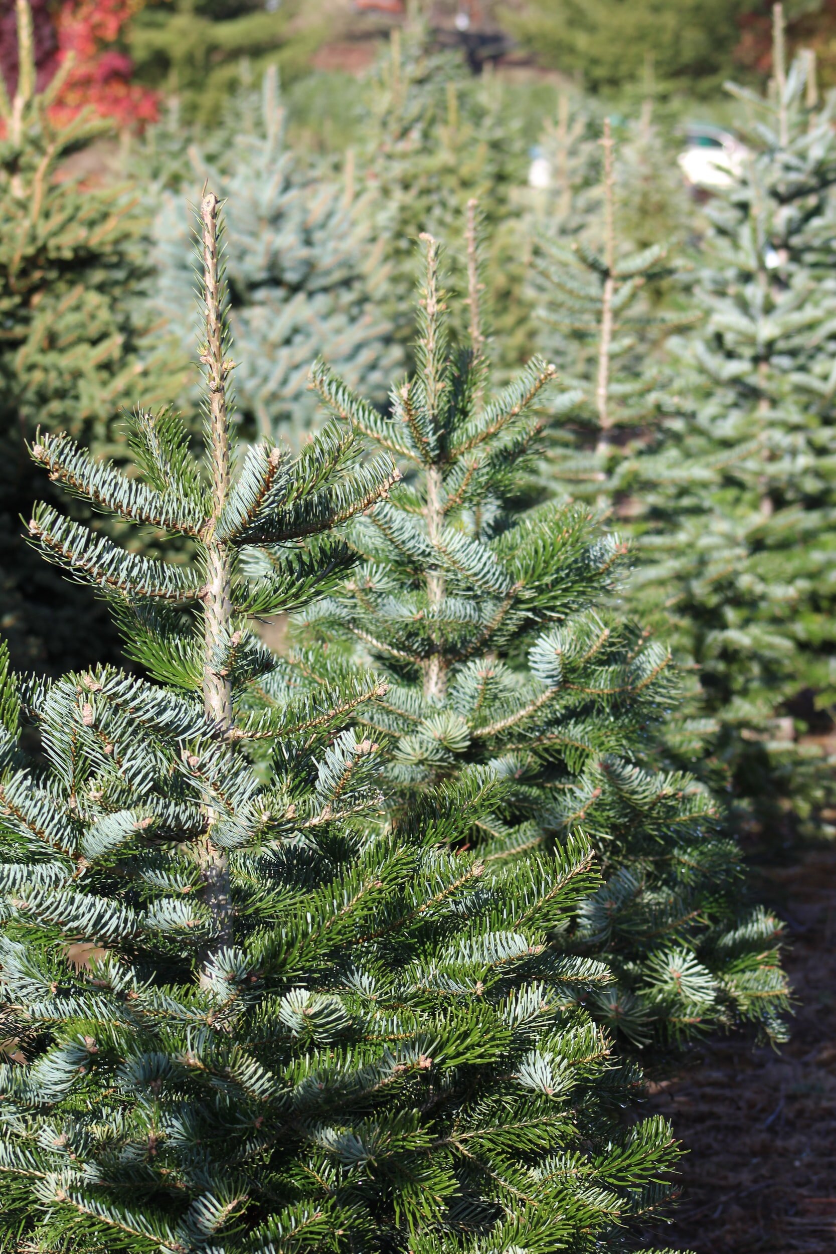 Merry Christmas...Tree...