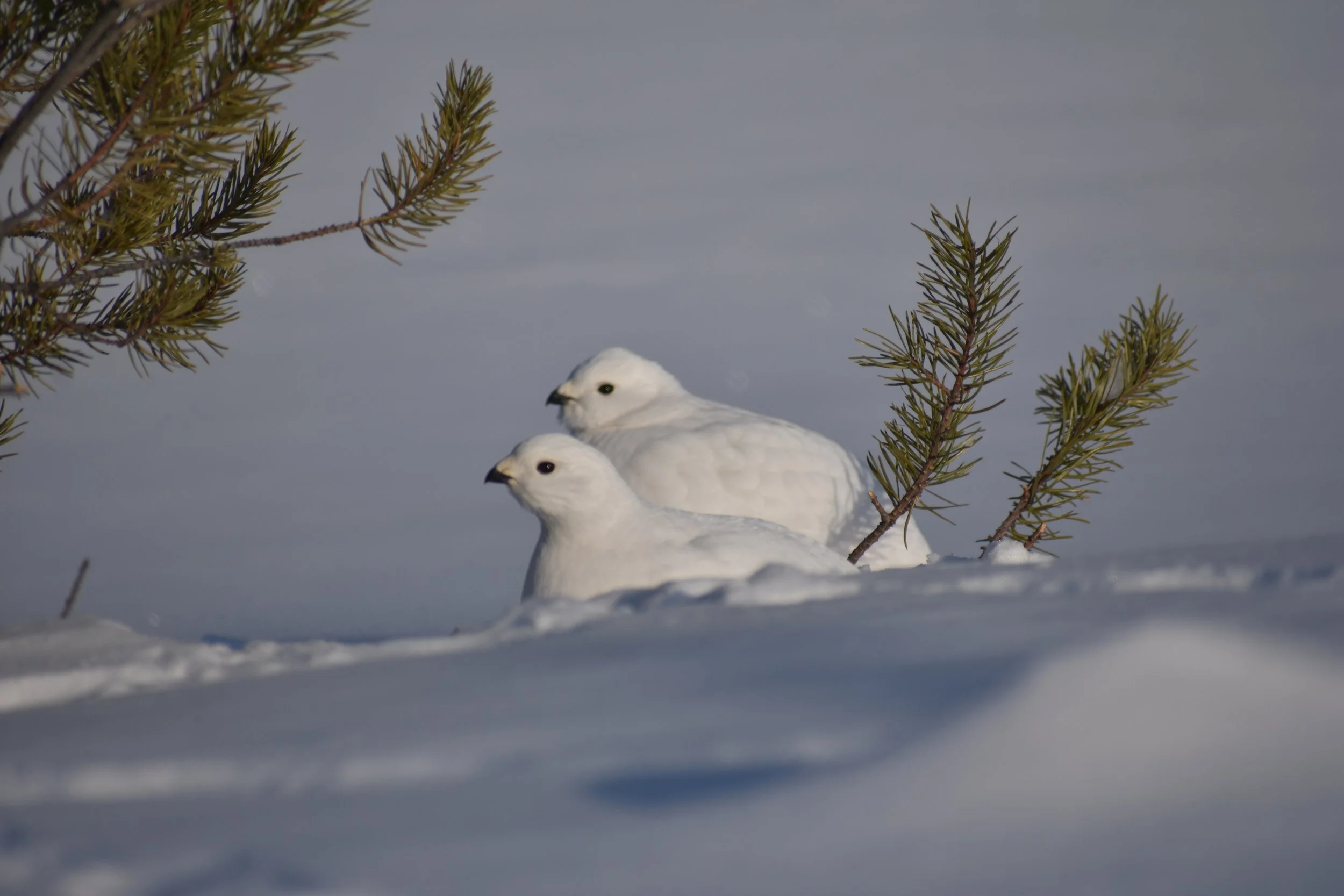 ptarmigans.JPG