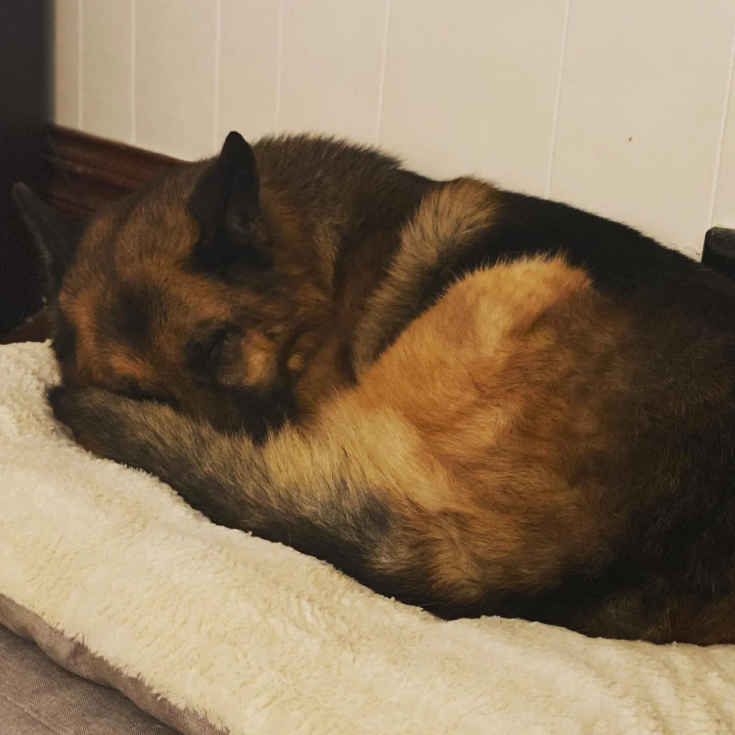 Love the way she tucks her nose behind her tail when she sleeps. She has done this since she was a pup!