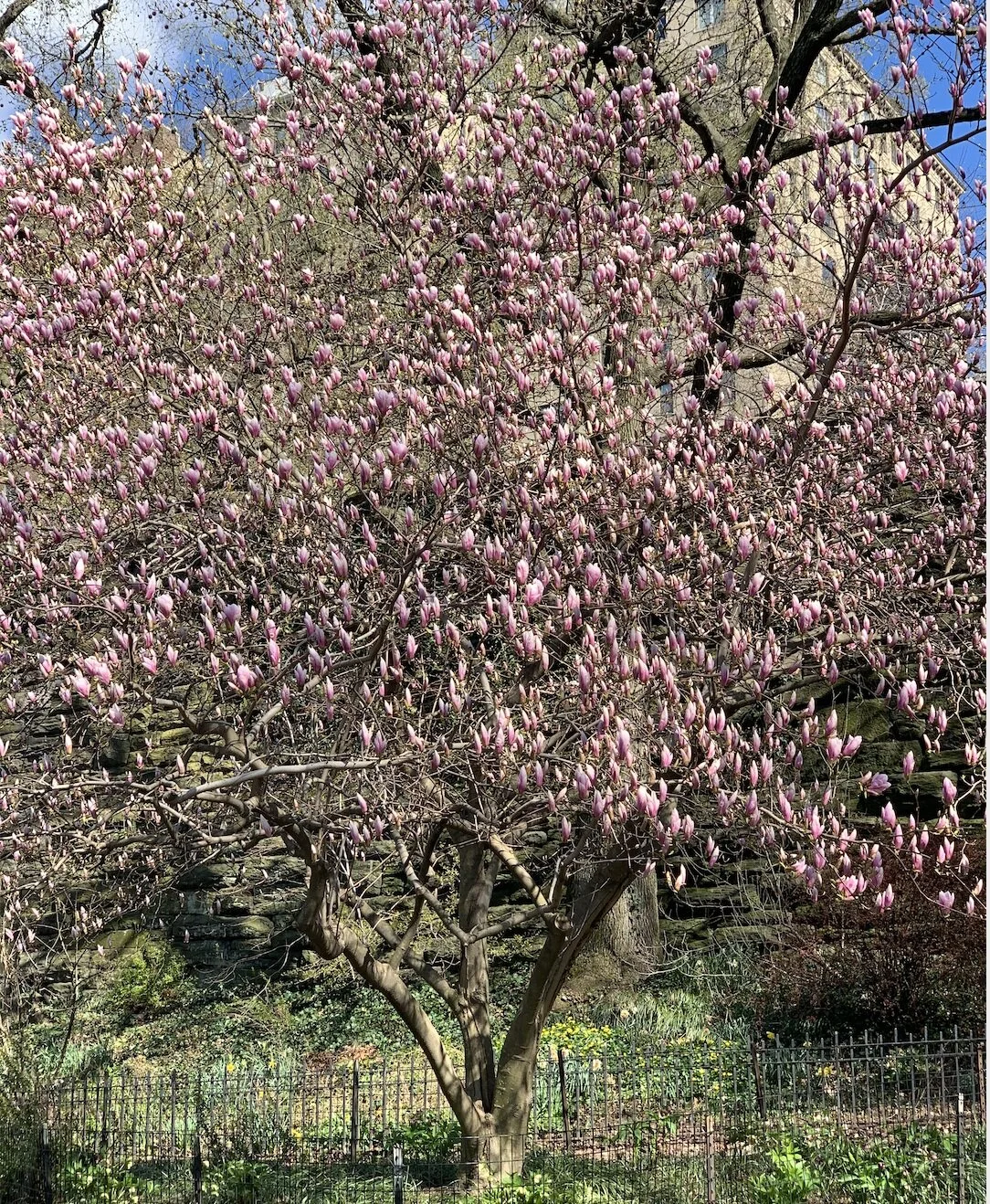 tree.jpg