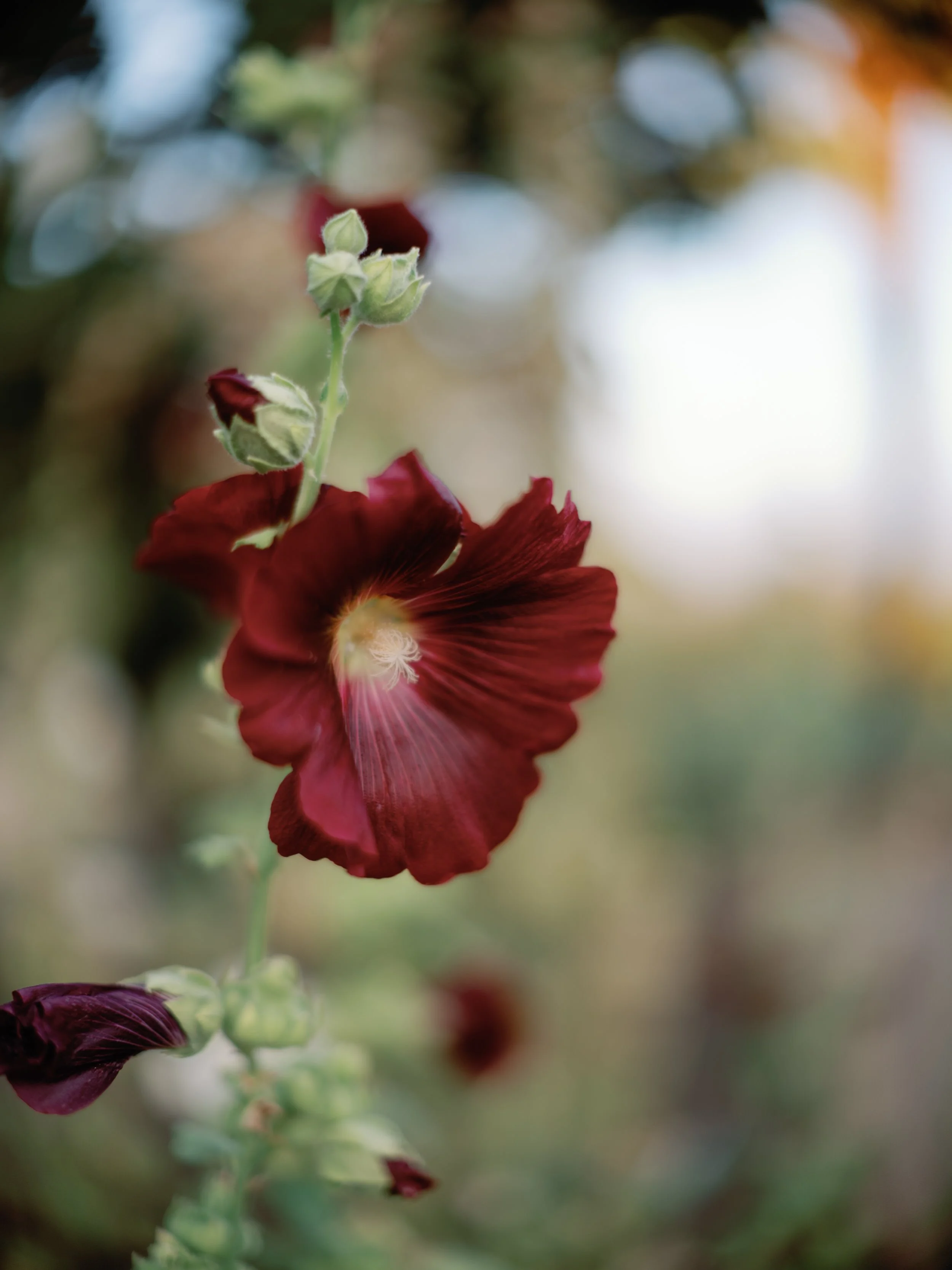 Crimson rose Del Mar Villa