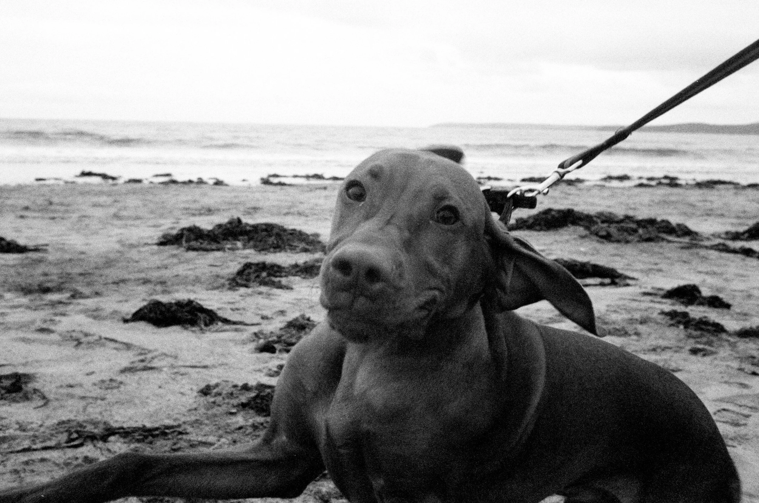 SANDYPAWS.jpg