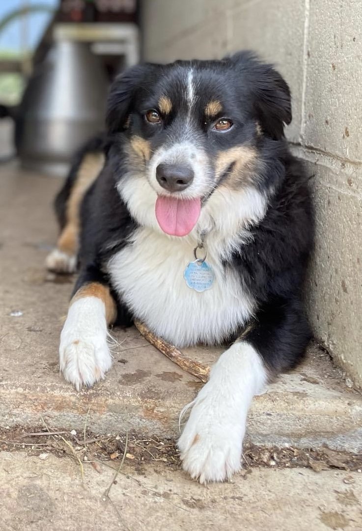 About — Morell Dairy Farm