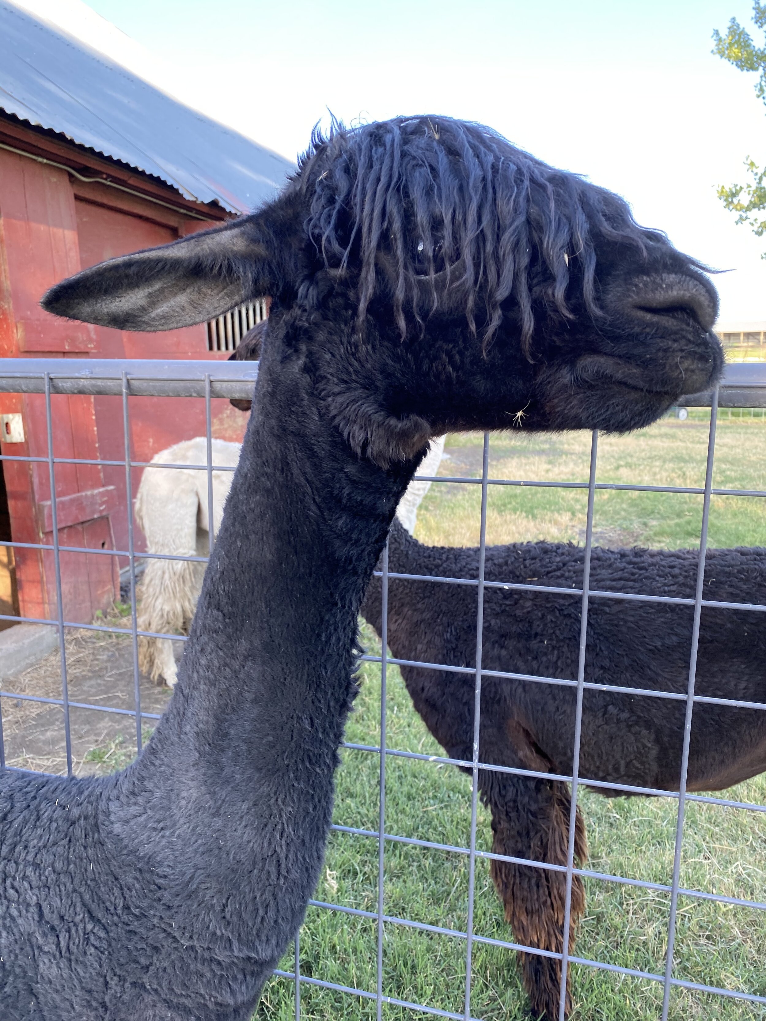 Meet our girl alpaca herd — Old Homestead Alpacas