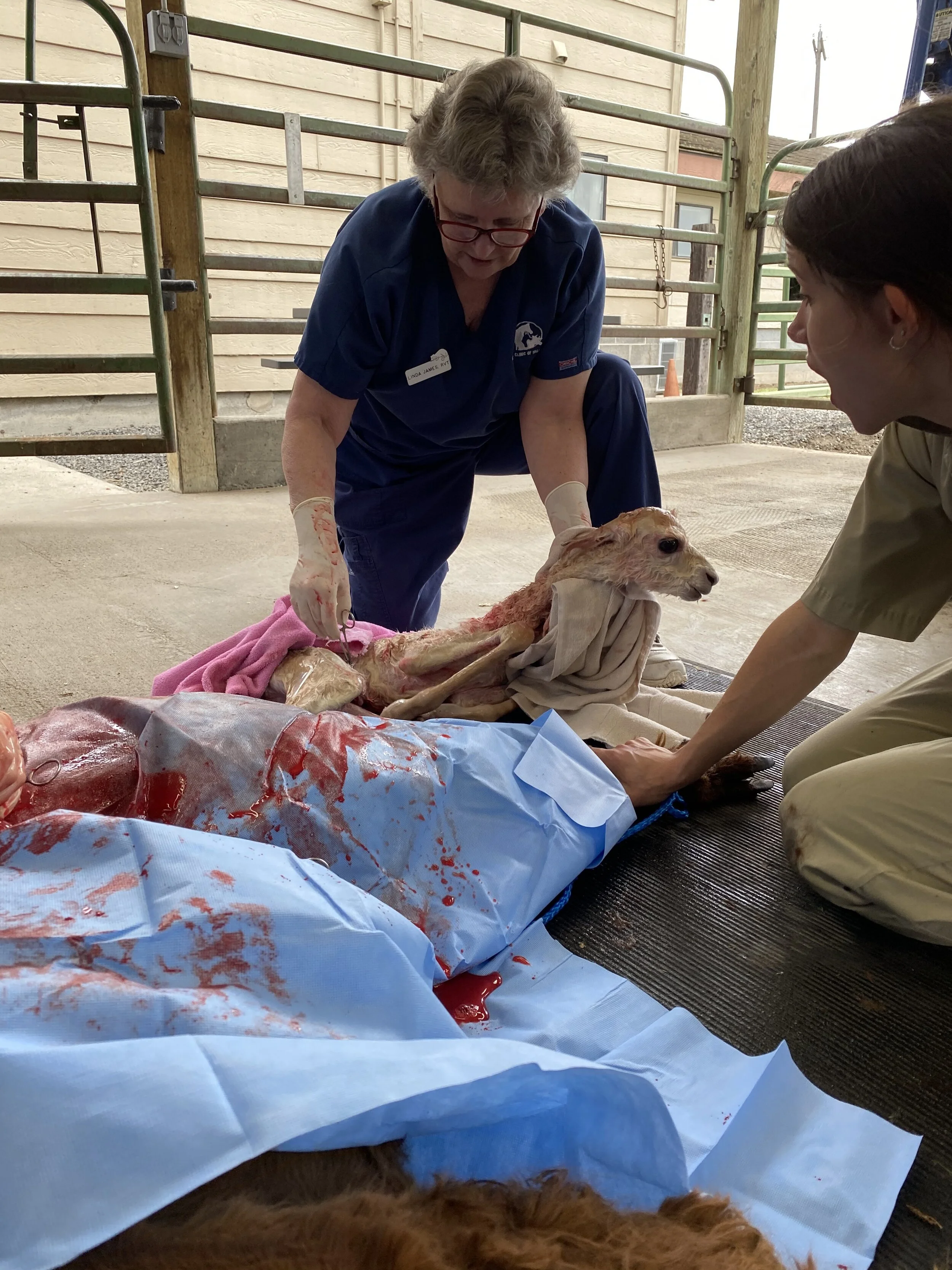 veterinarian performing c-section