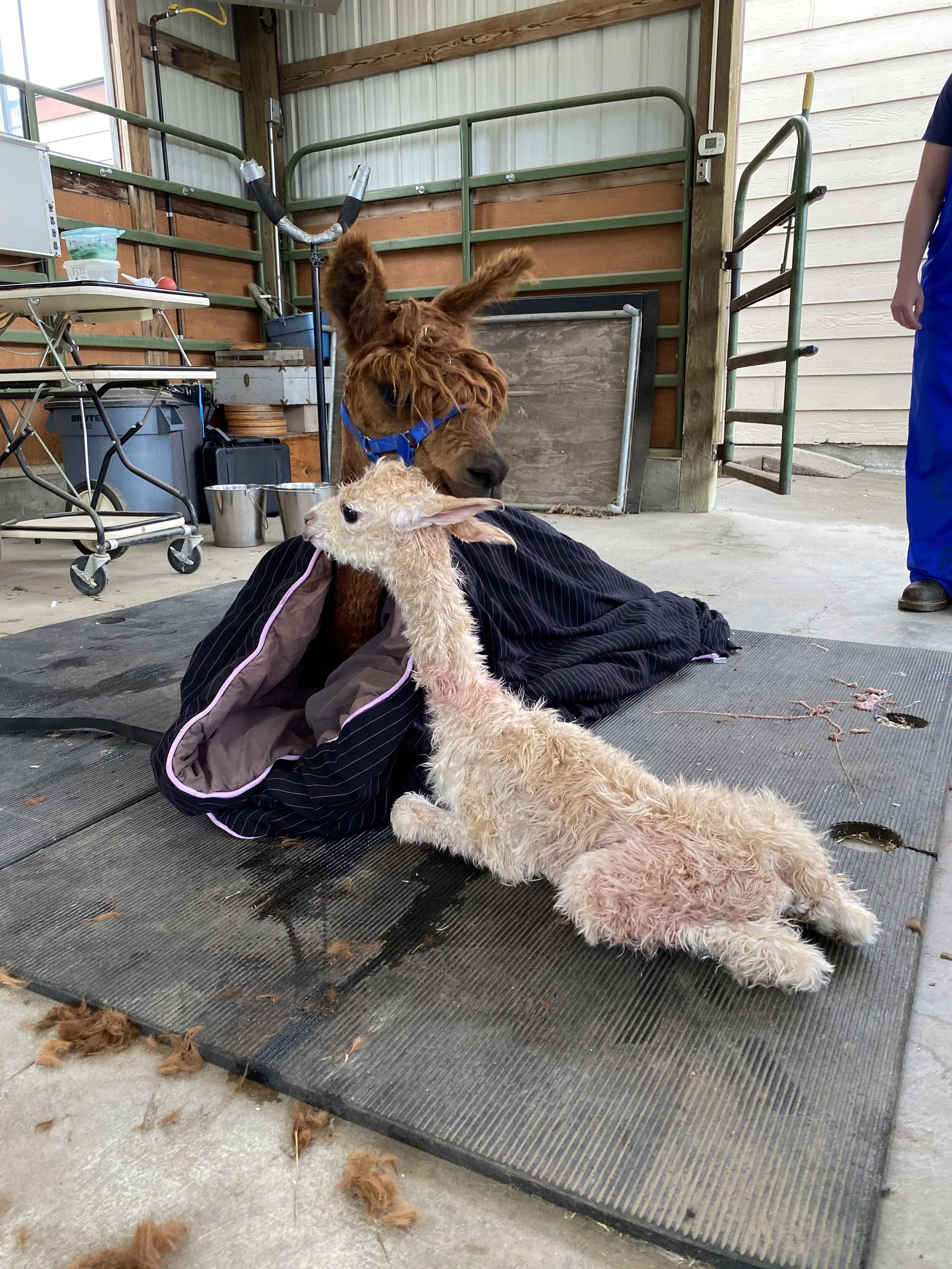 newborn alpaca baby