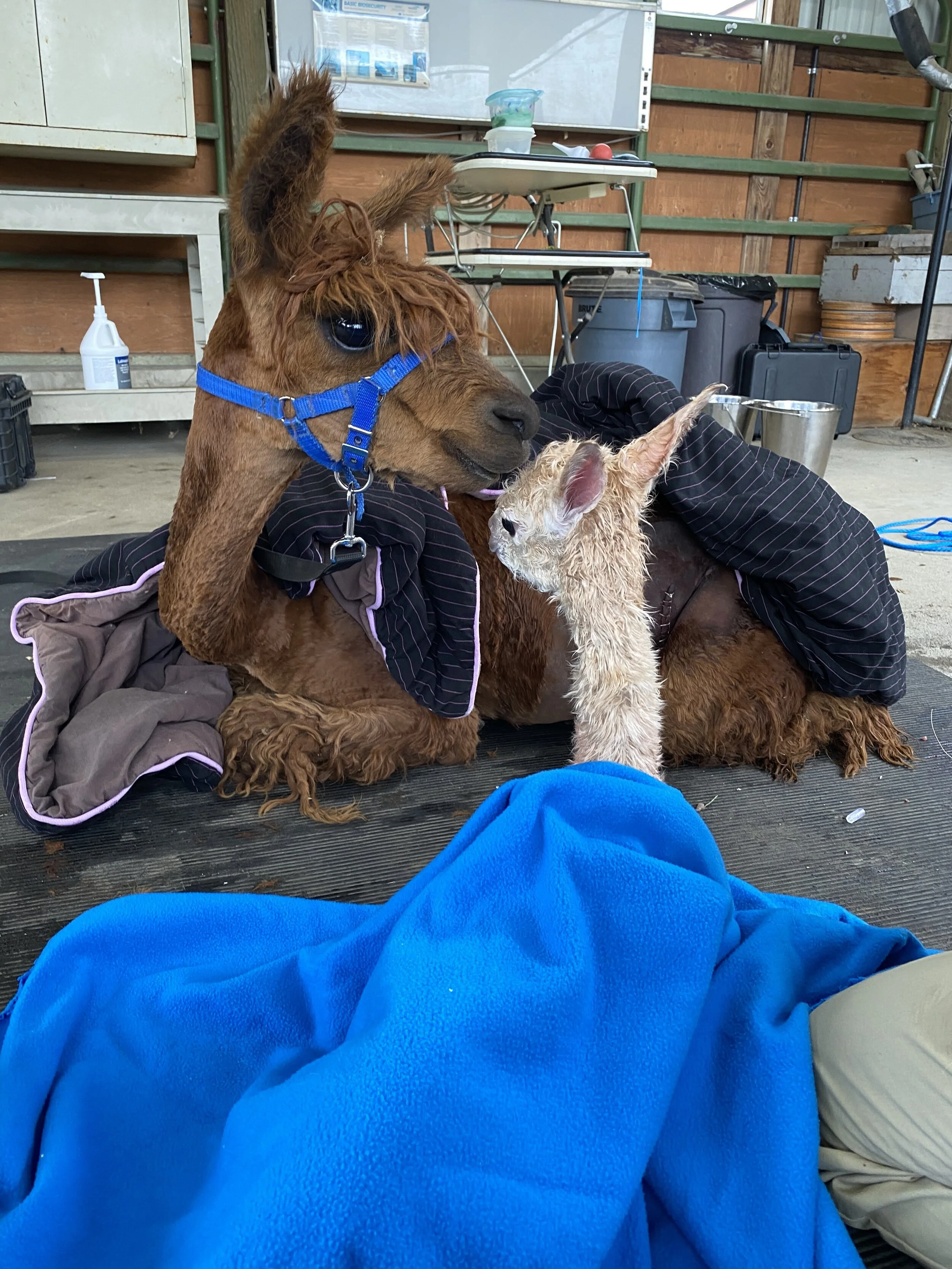 baby alpacas first kiss