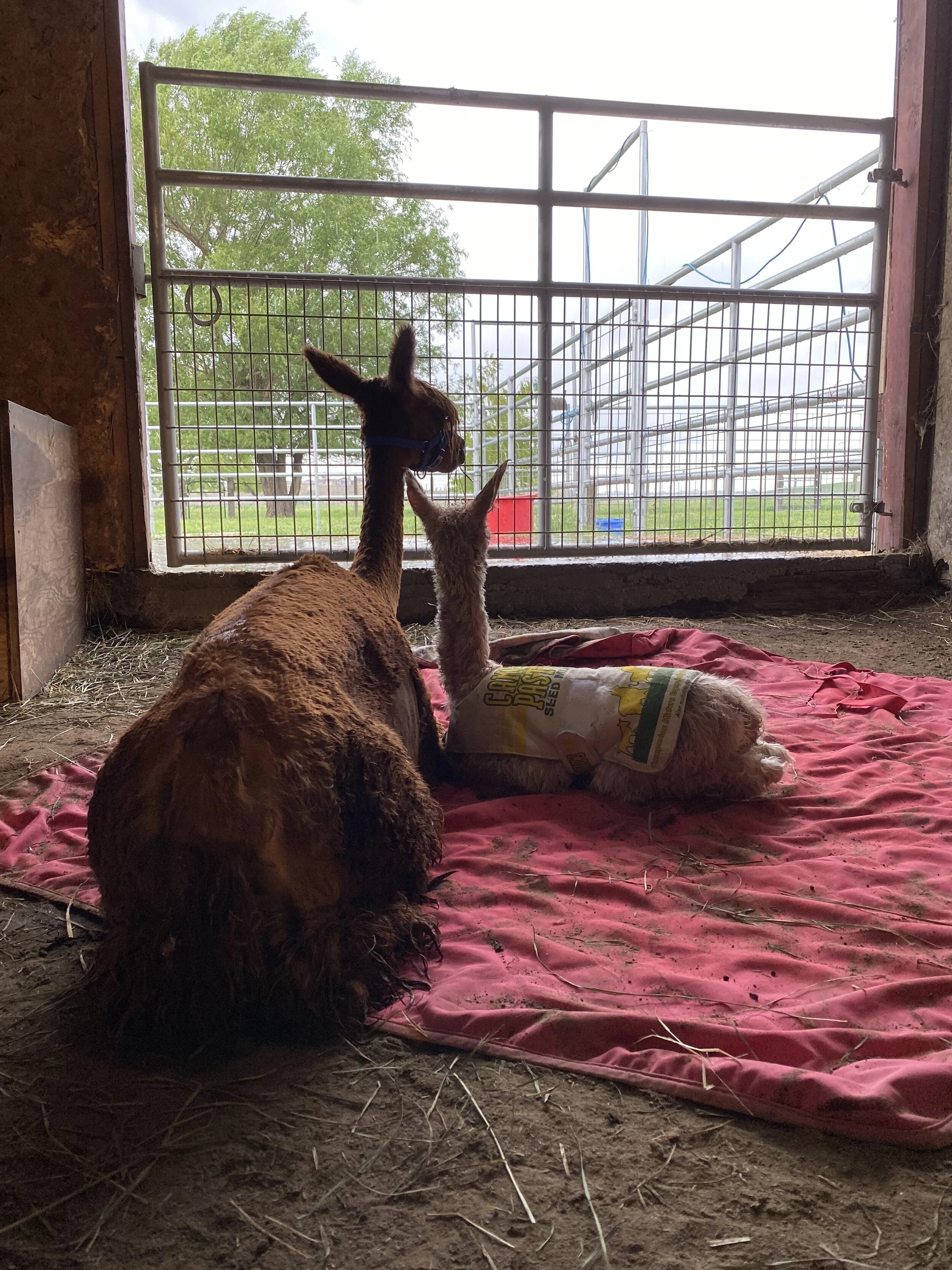 mom and baby alpaca in barn stall