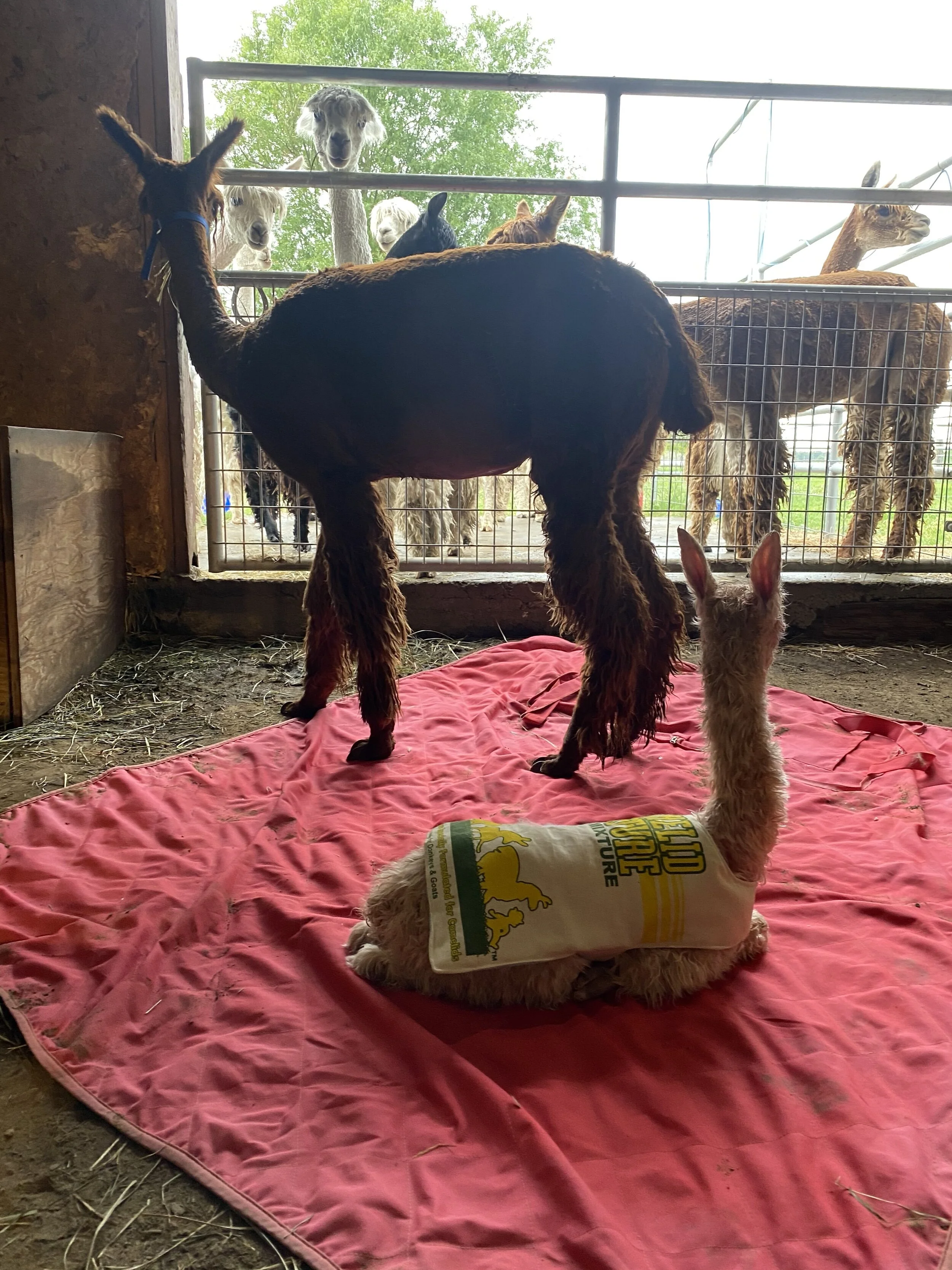 baby alpaca wearing a coat