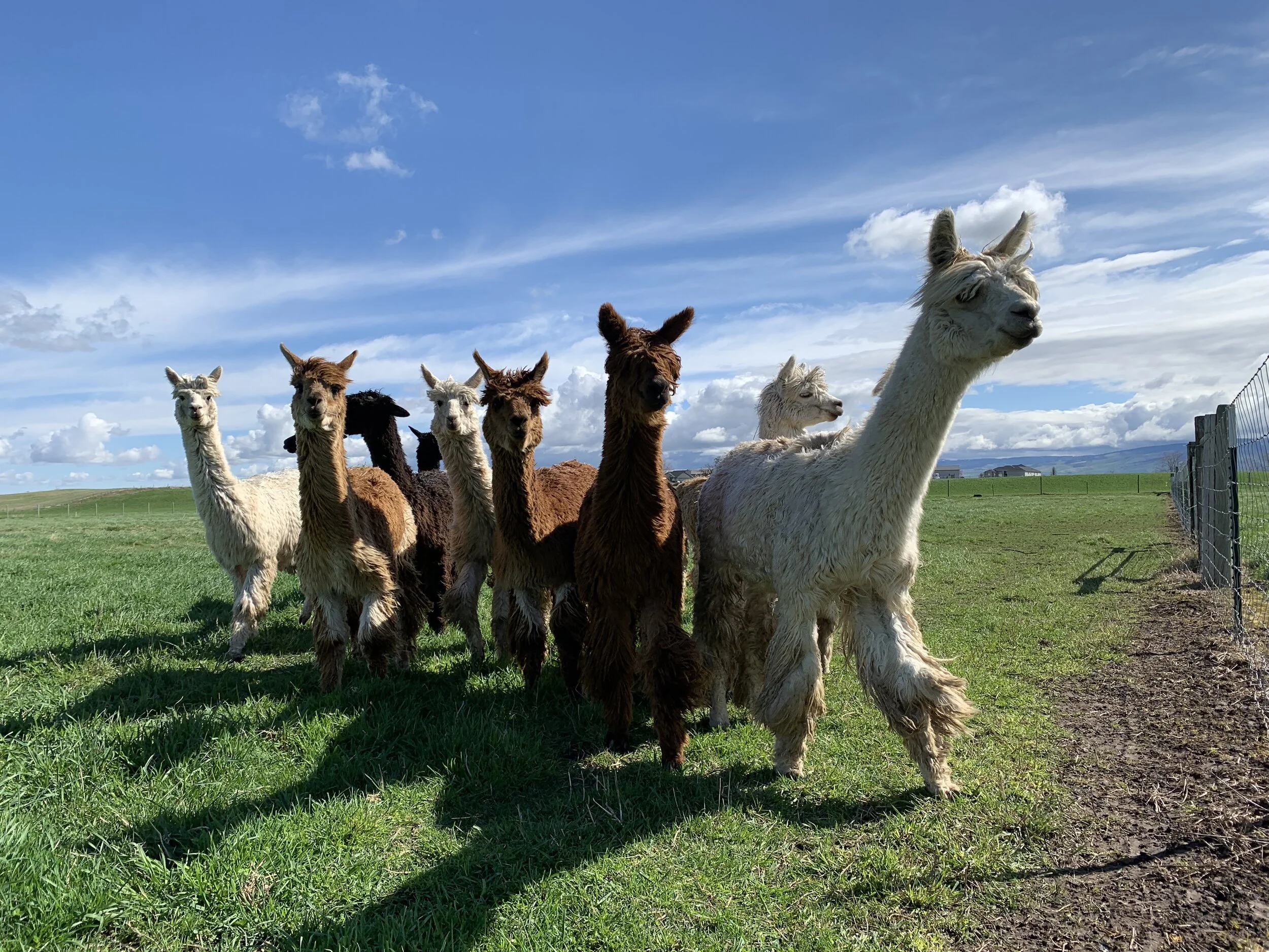 a herd of alpacas moving toward the camera with ears up in a green pasture with a blue and white sky