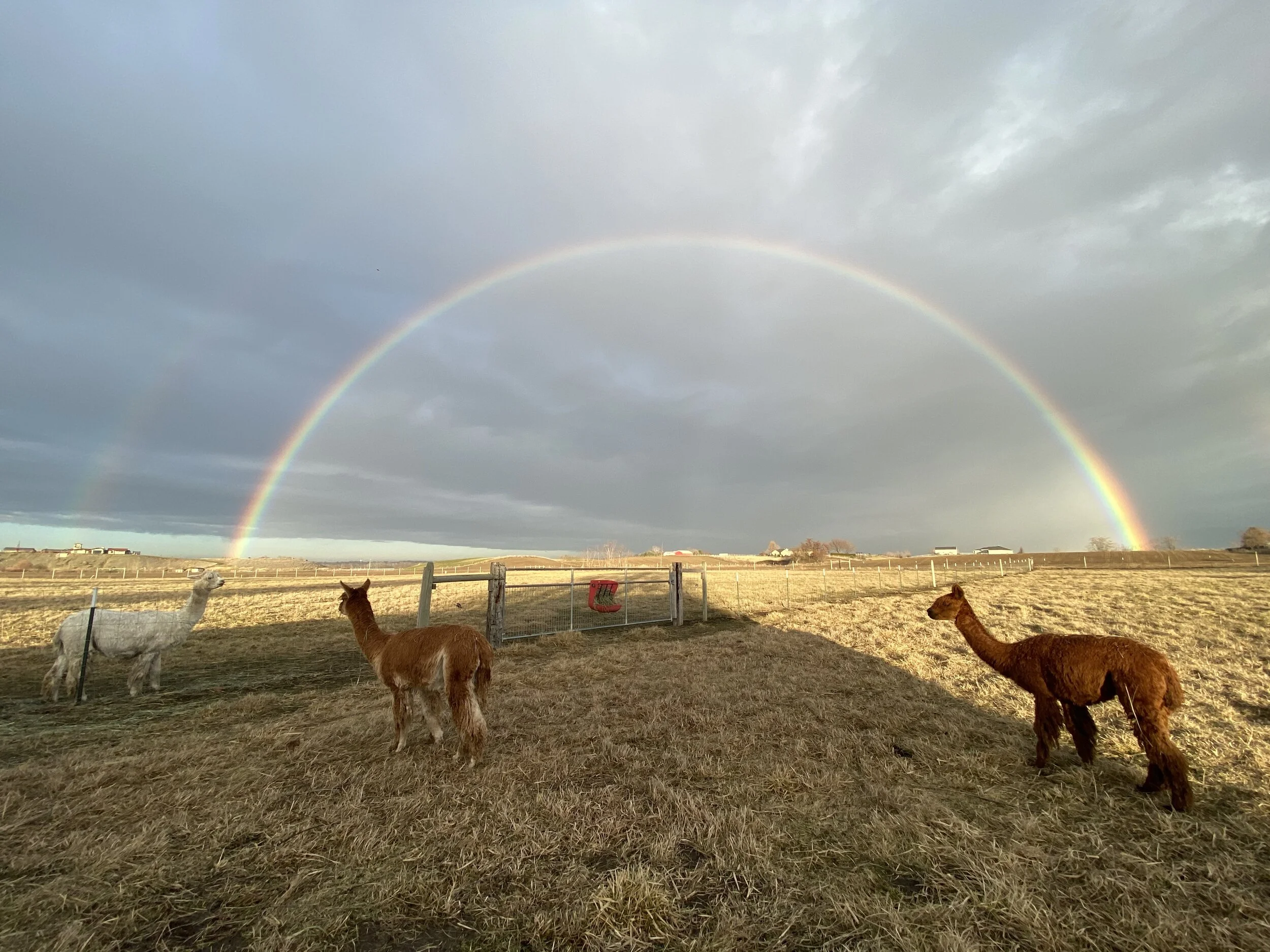 rainbow over alpacas (Copy) (Copy) (Copy) (Copy) (Copy)