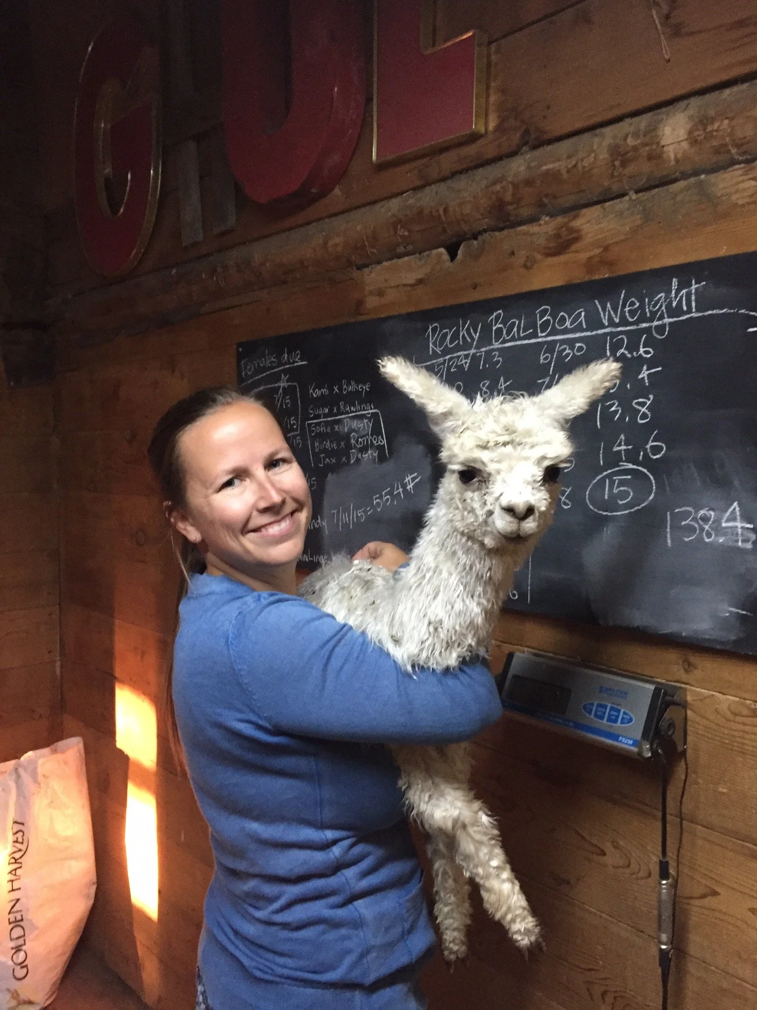 alpaca