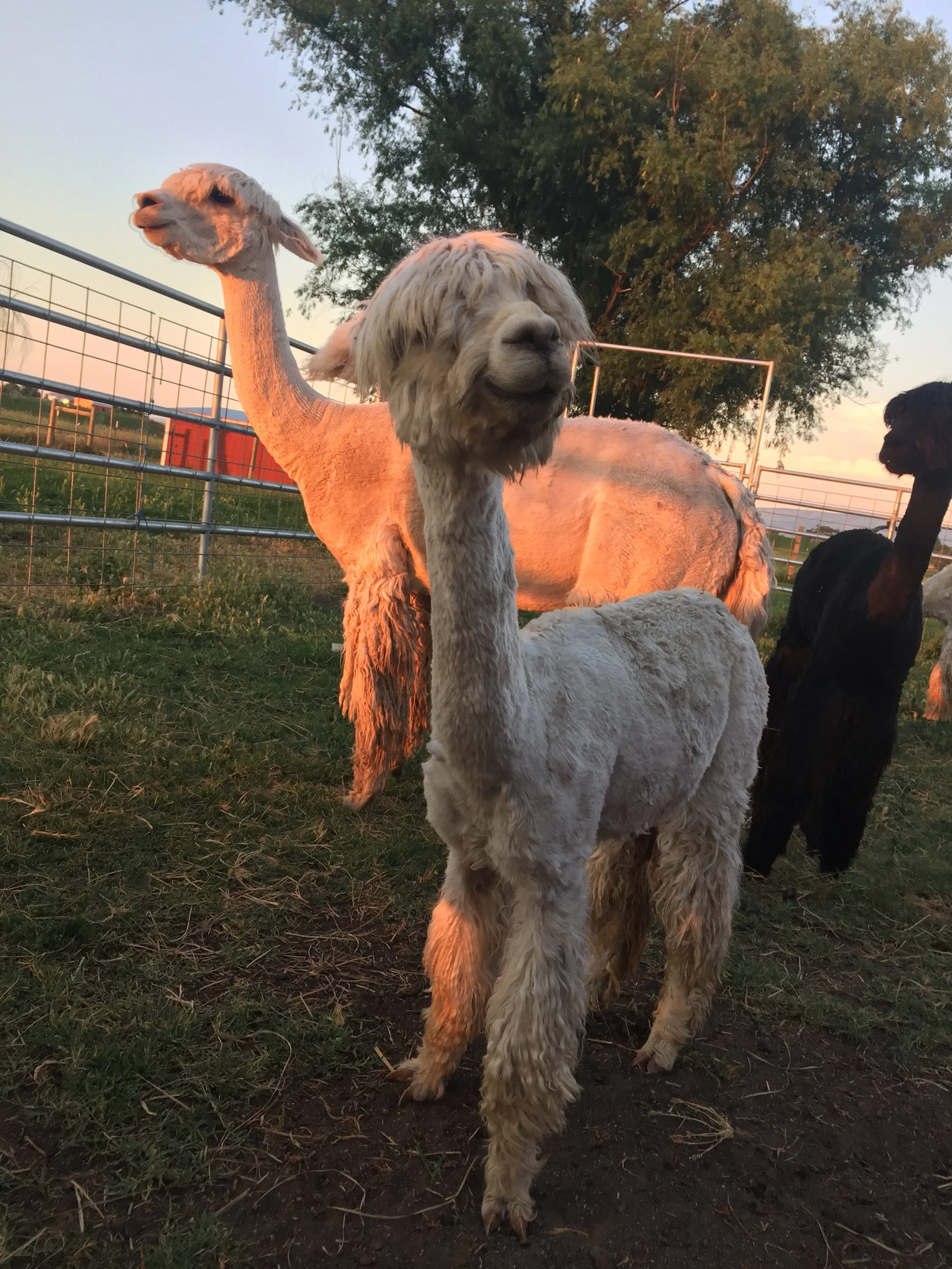 sheared-alpaca