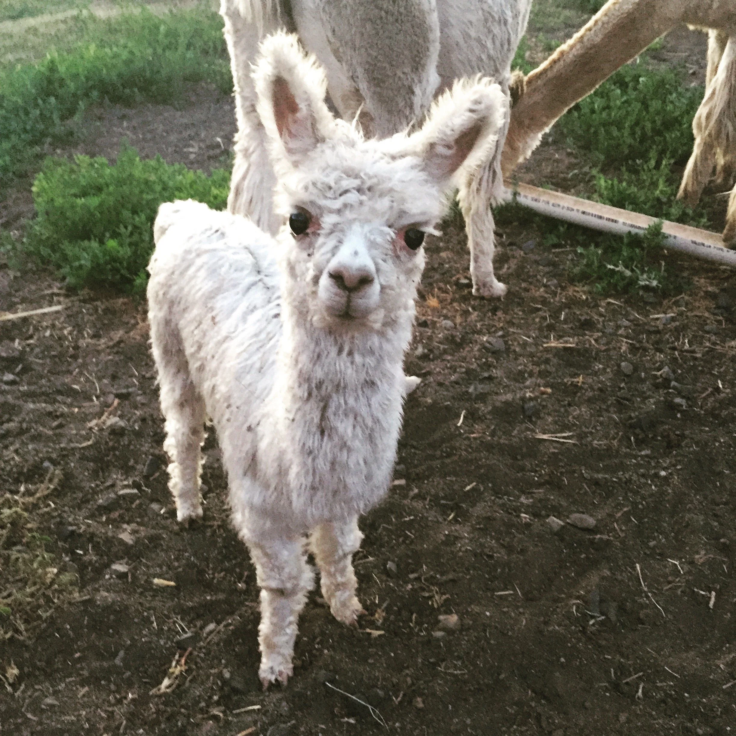 fuzzy-ears-alpaca