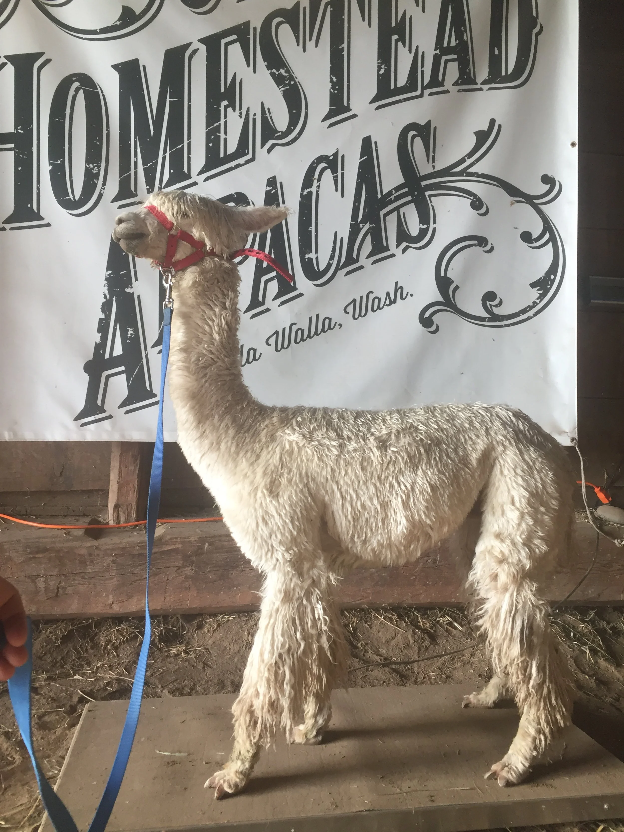sheared-alpaca