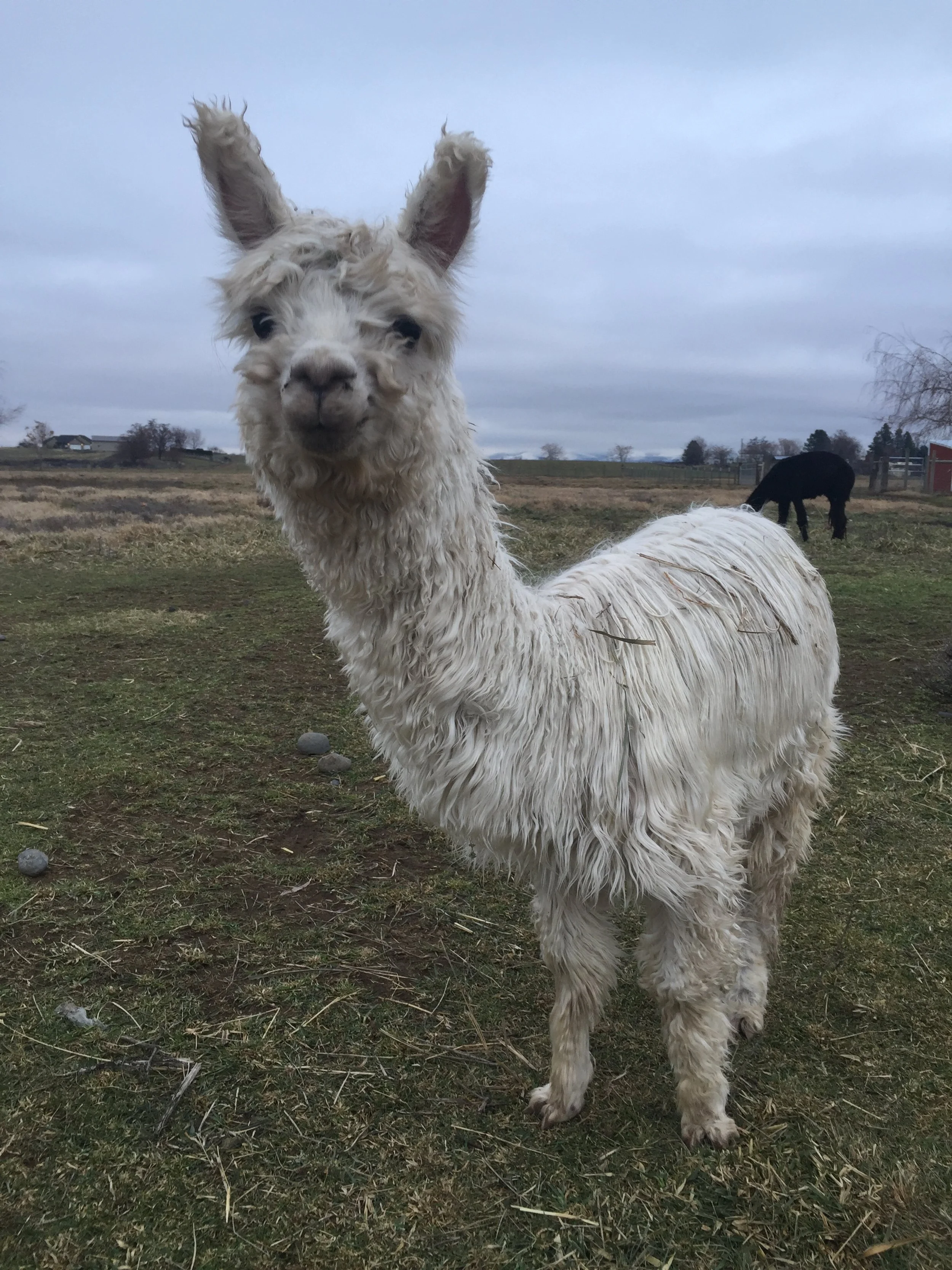 alpaca
