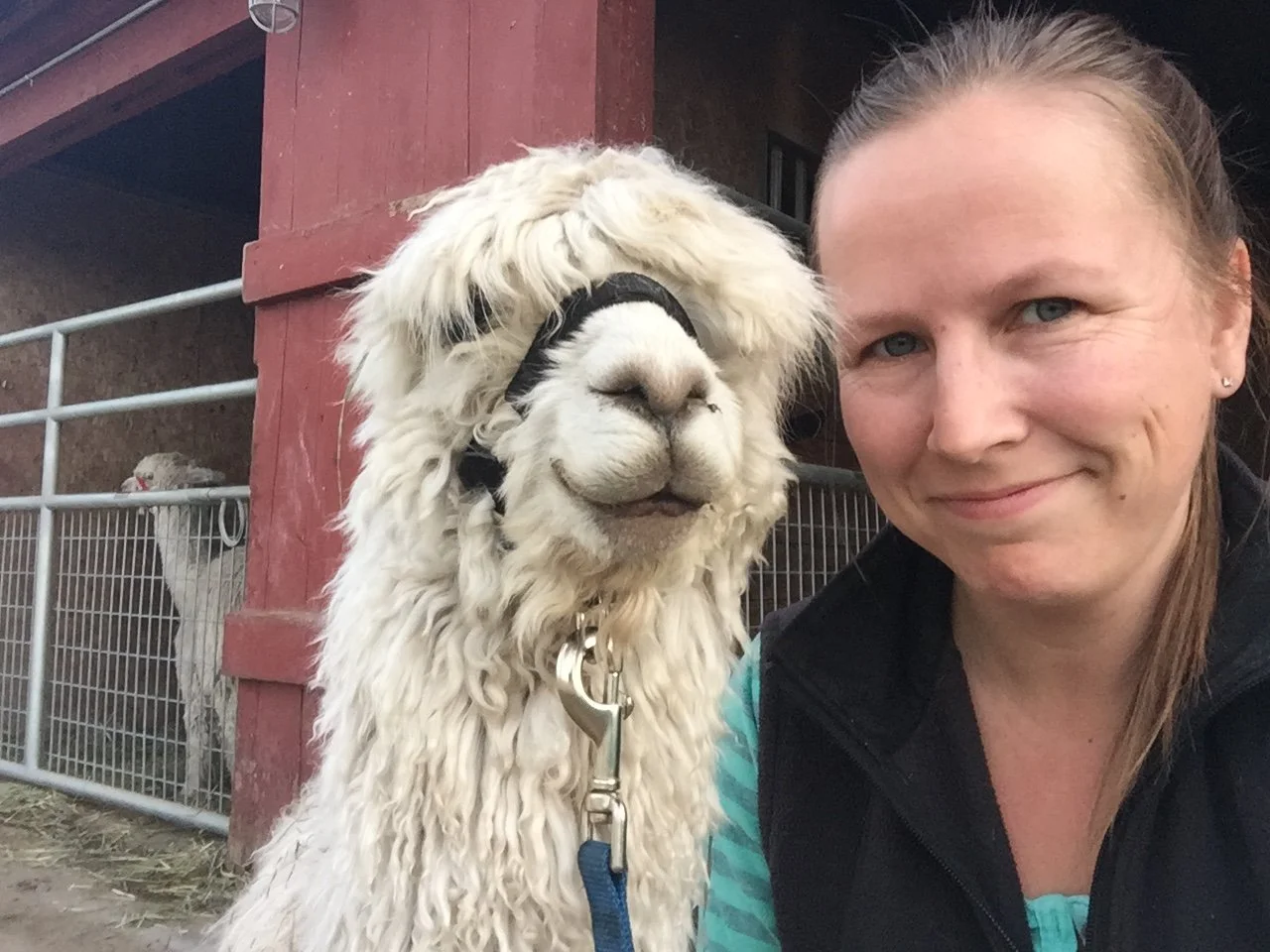 alpaca-selfie
