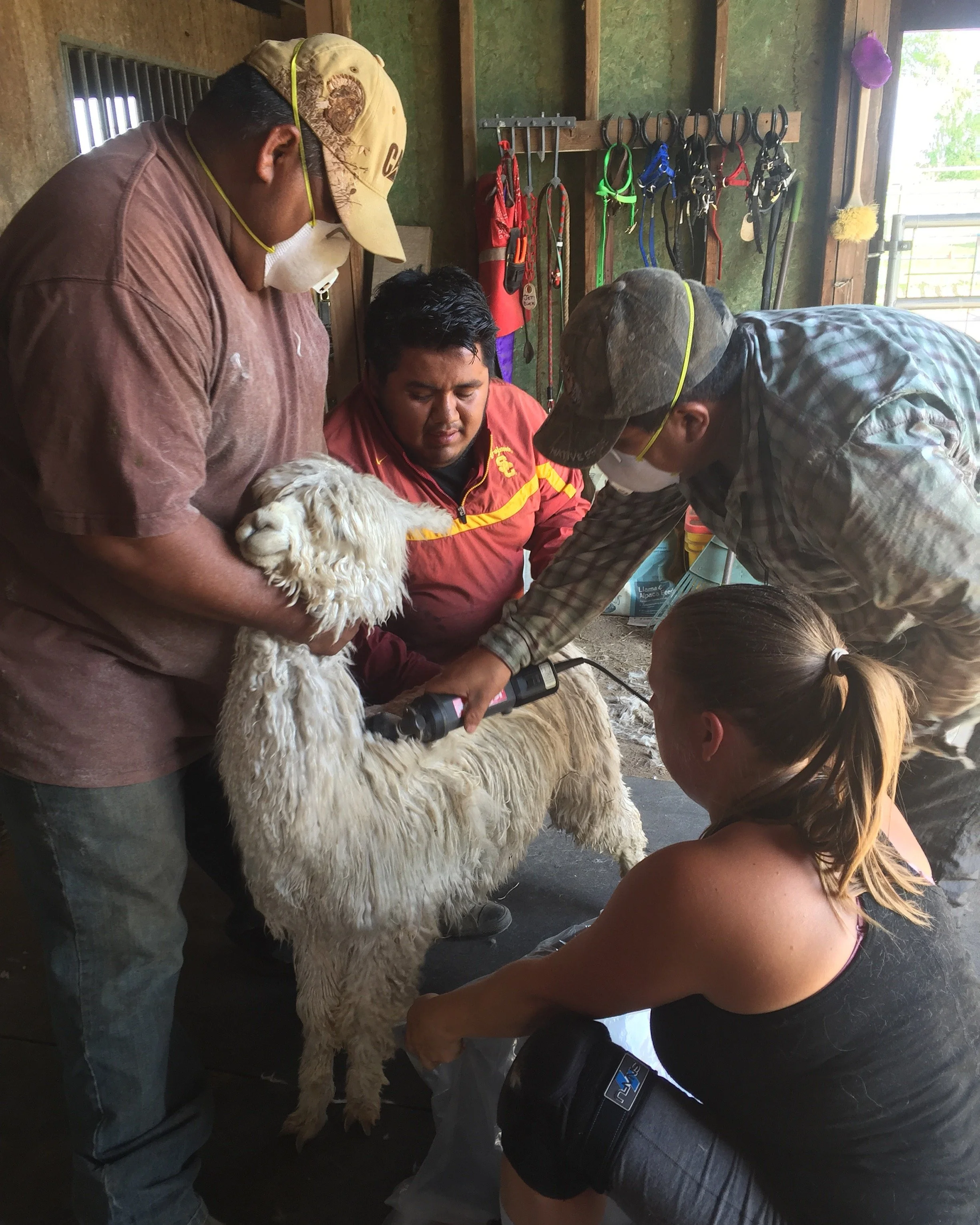 alpaca-shearing
