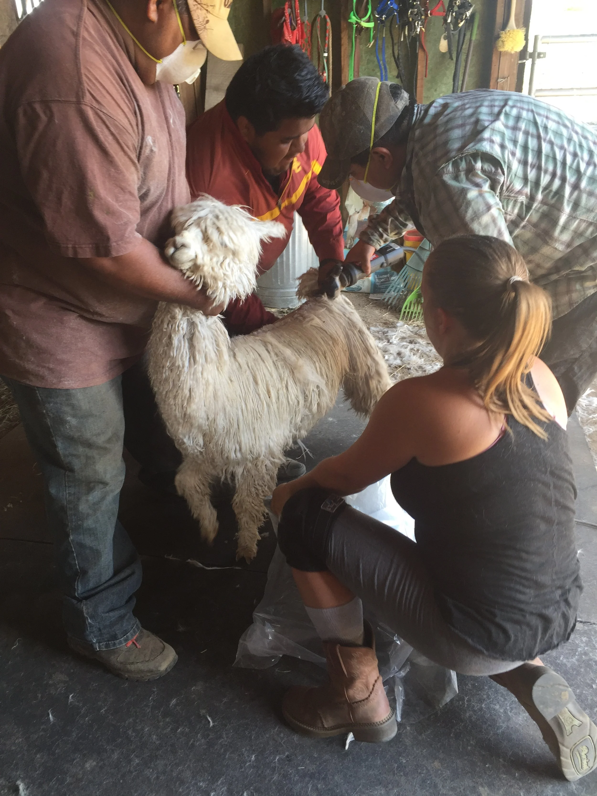 alpaca-shearing