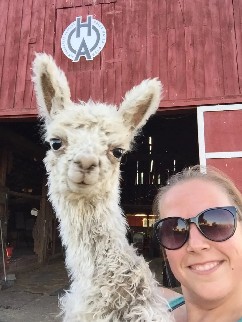 alpaca-selfie