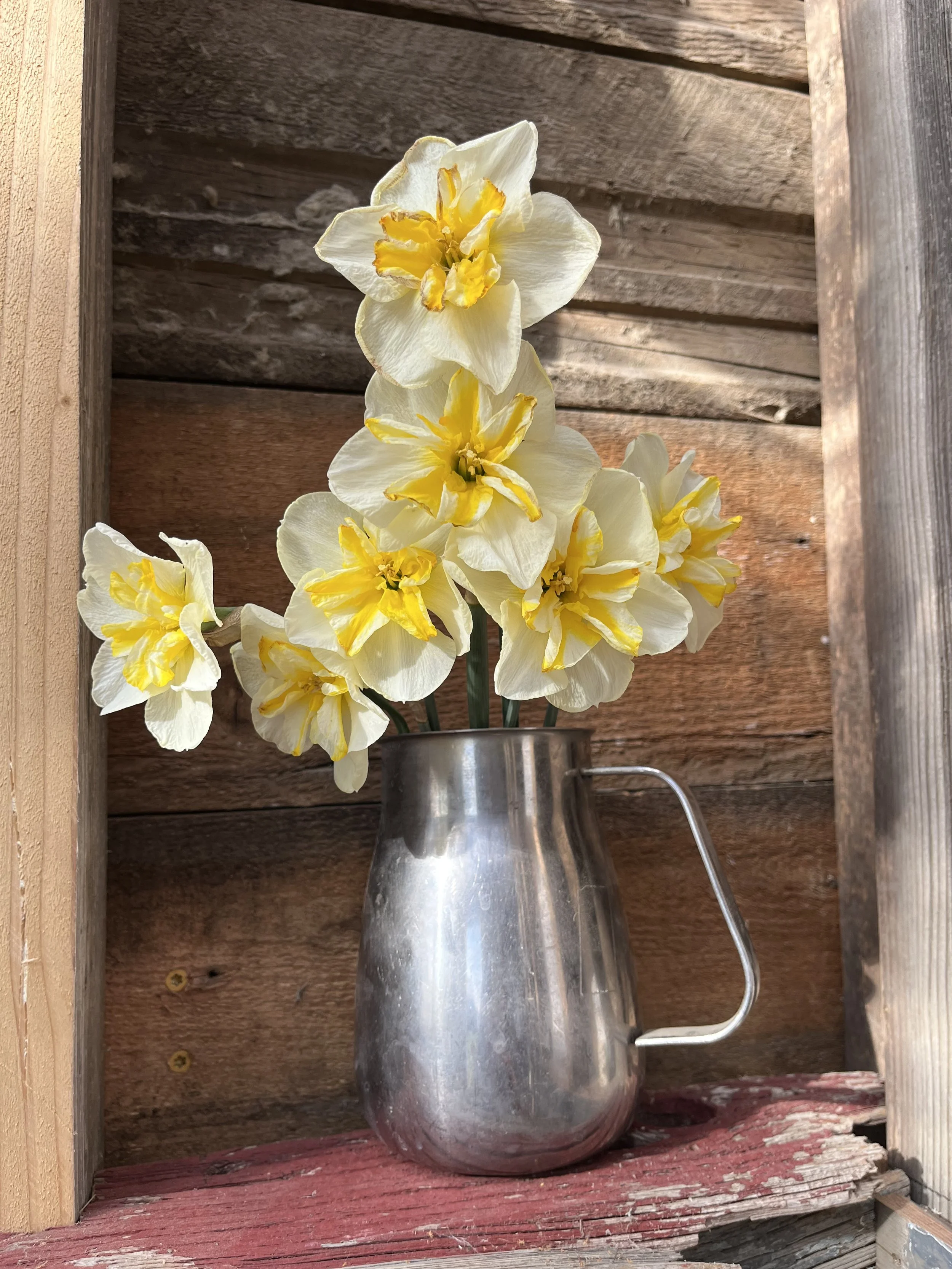 daffodils