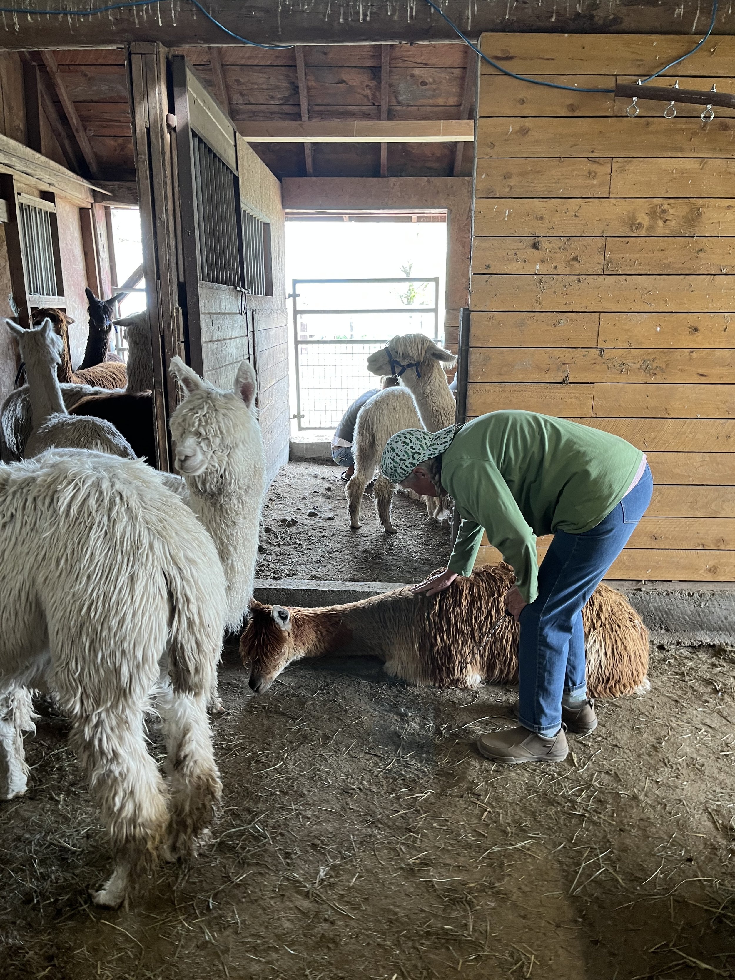 barn-full-of-alpacas