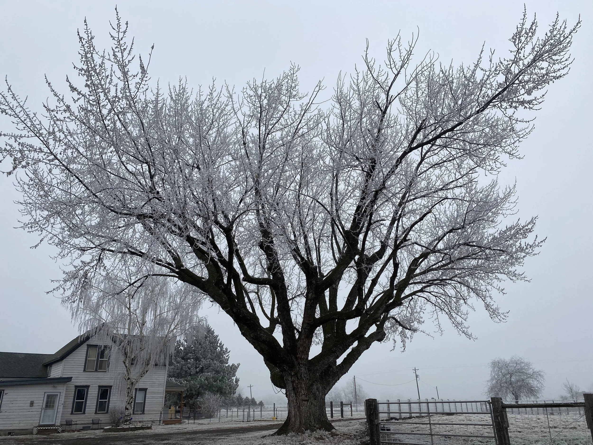 frosty-tree