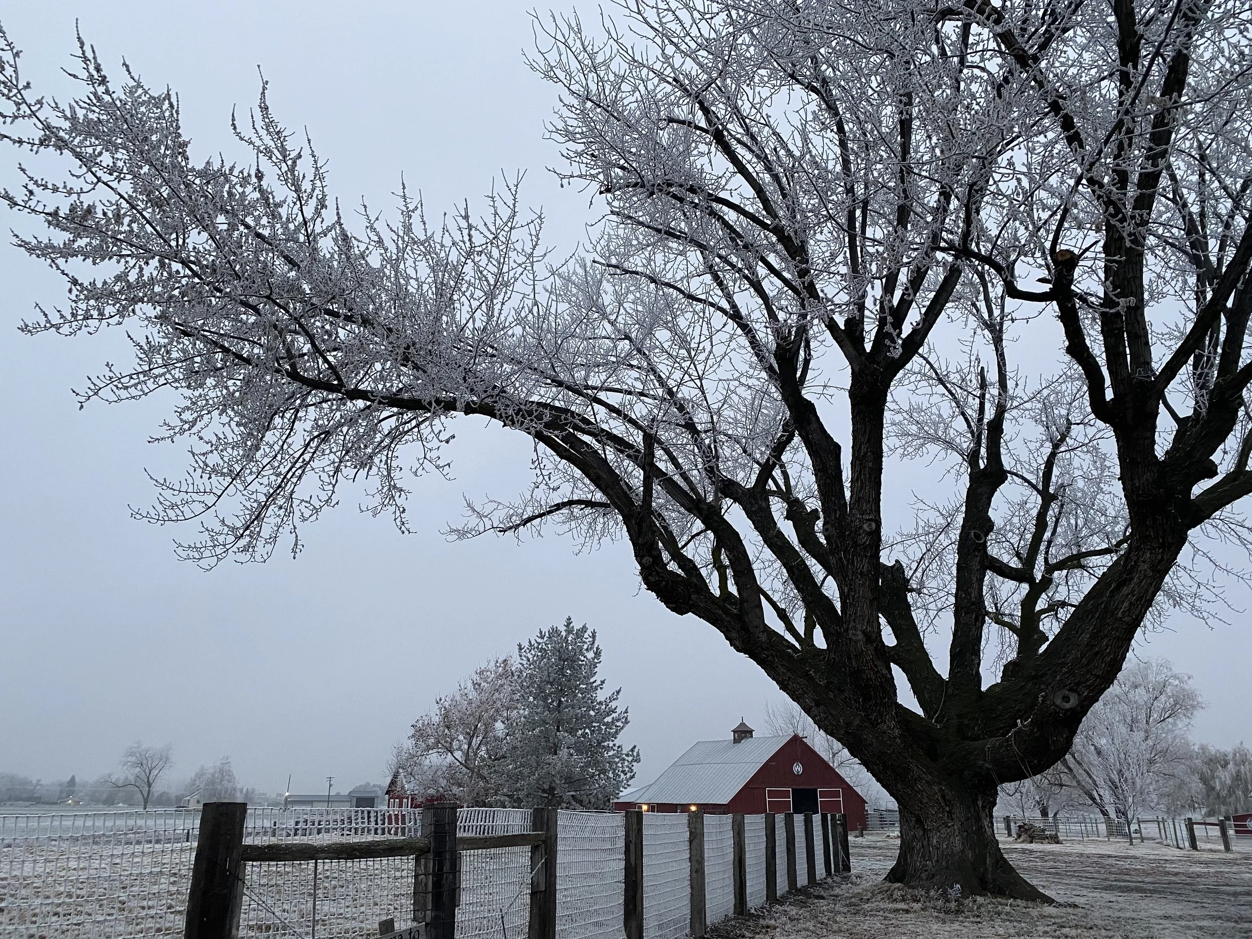 winter-tree