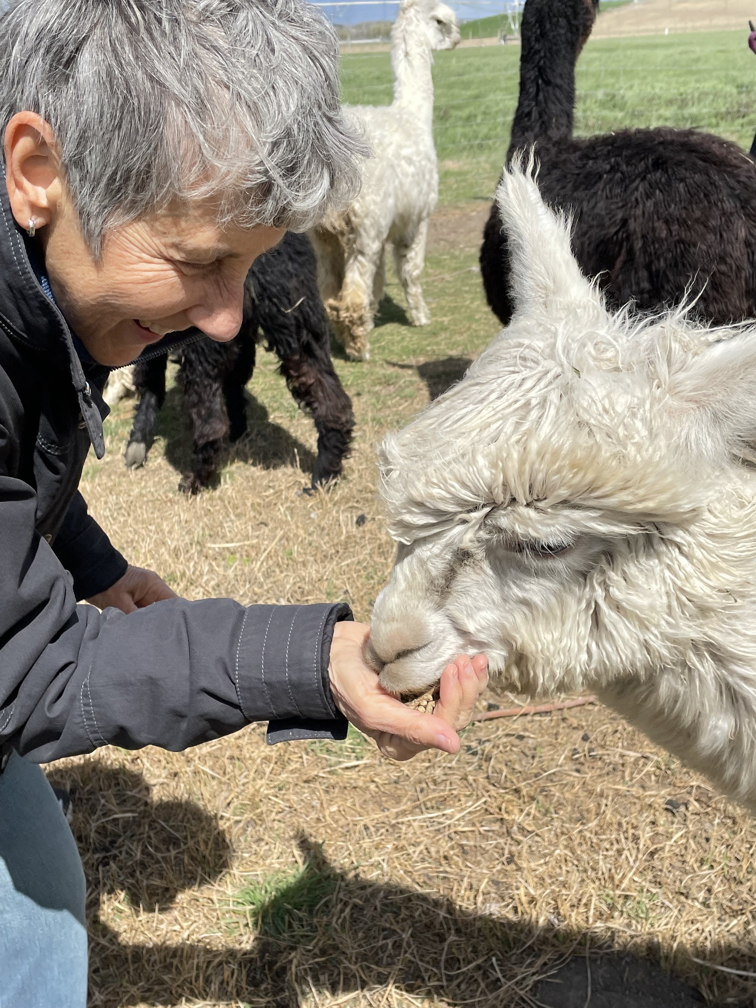 a woman hand feeding an alpaca