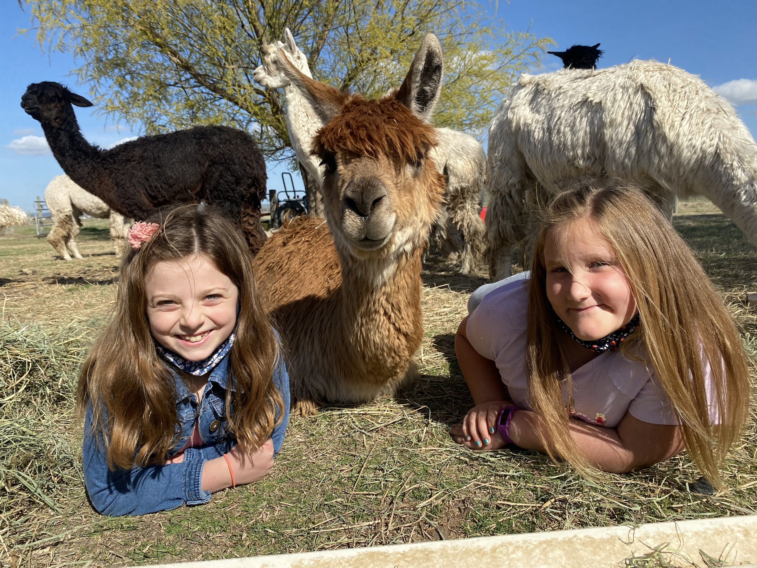 11 Things We Didn't Know About Alpacas Until Visiting Mistletoe Farm -  Coleman Concierge