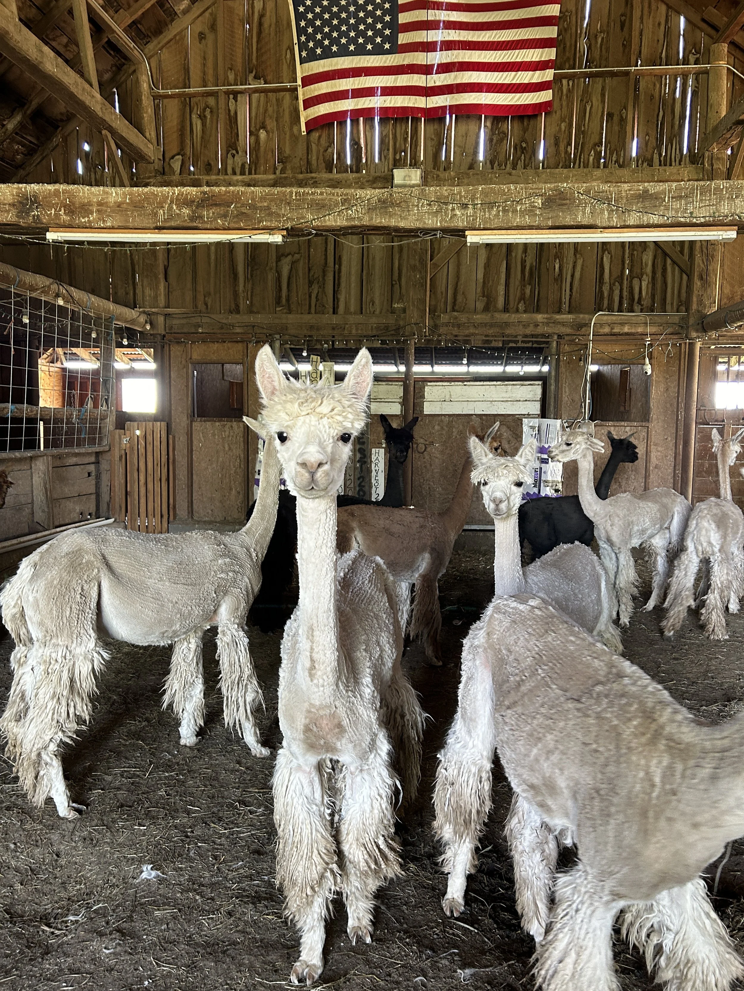 alpacas standing in the barn on the farm in Walla Walla