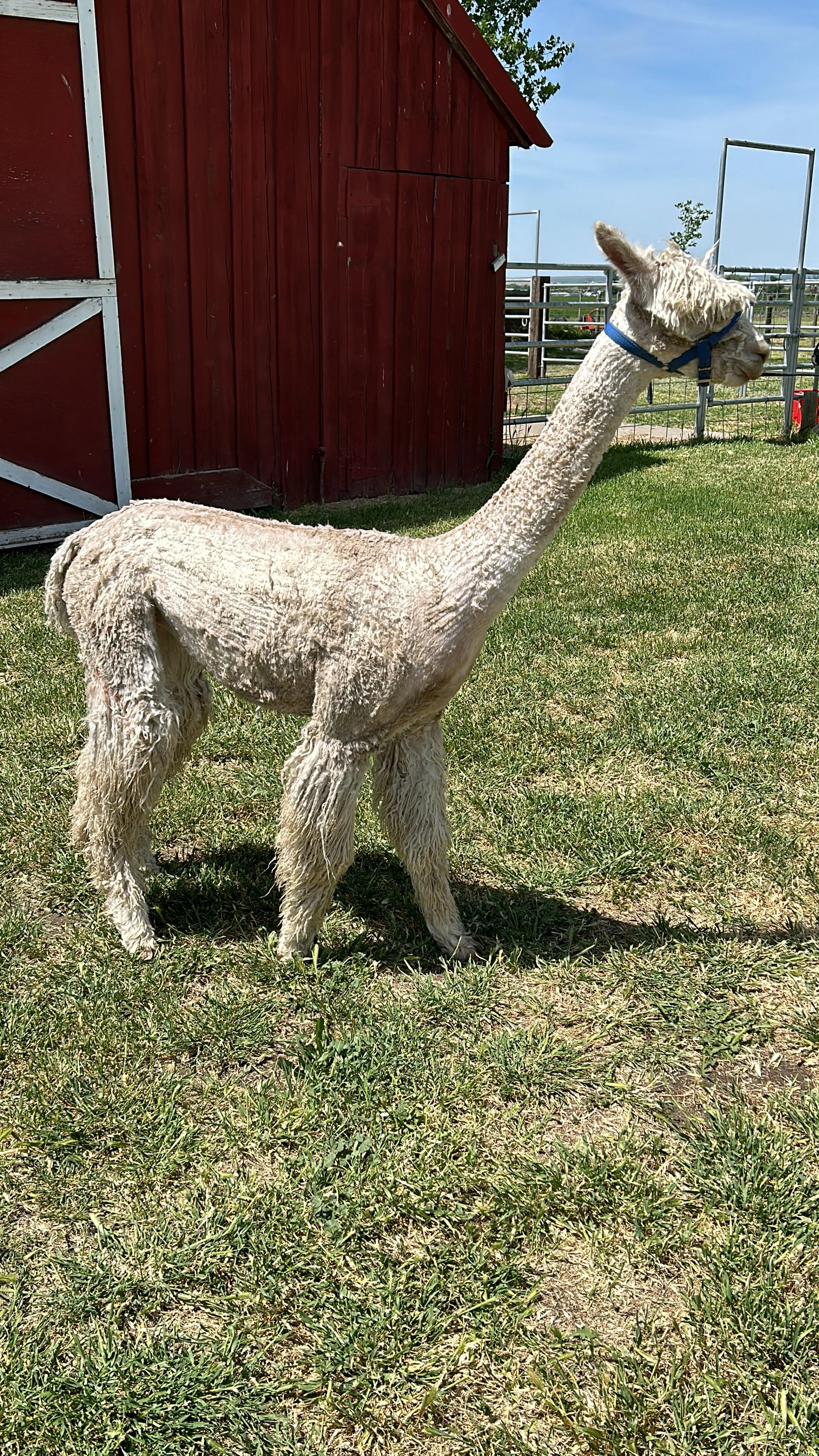 a freshly shorn alpaca standing by the barn on the farm in Walla Walla