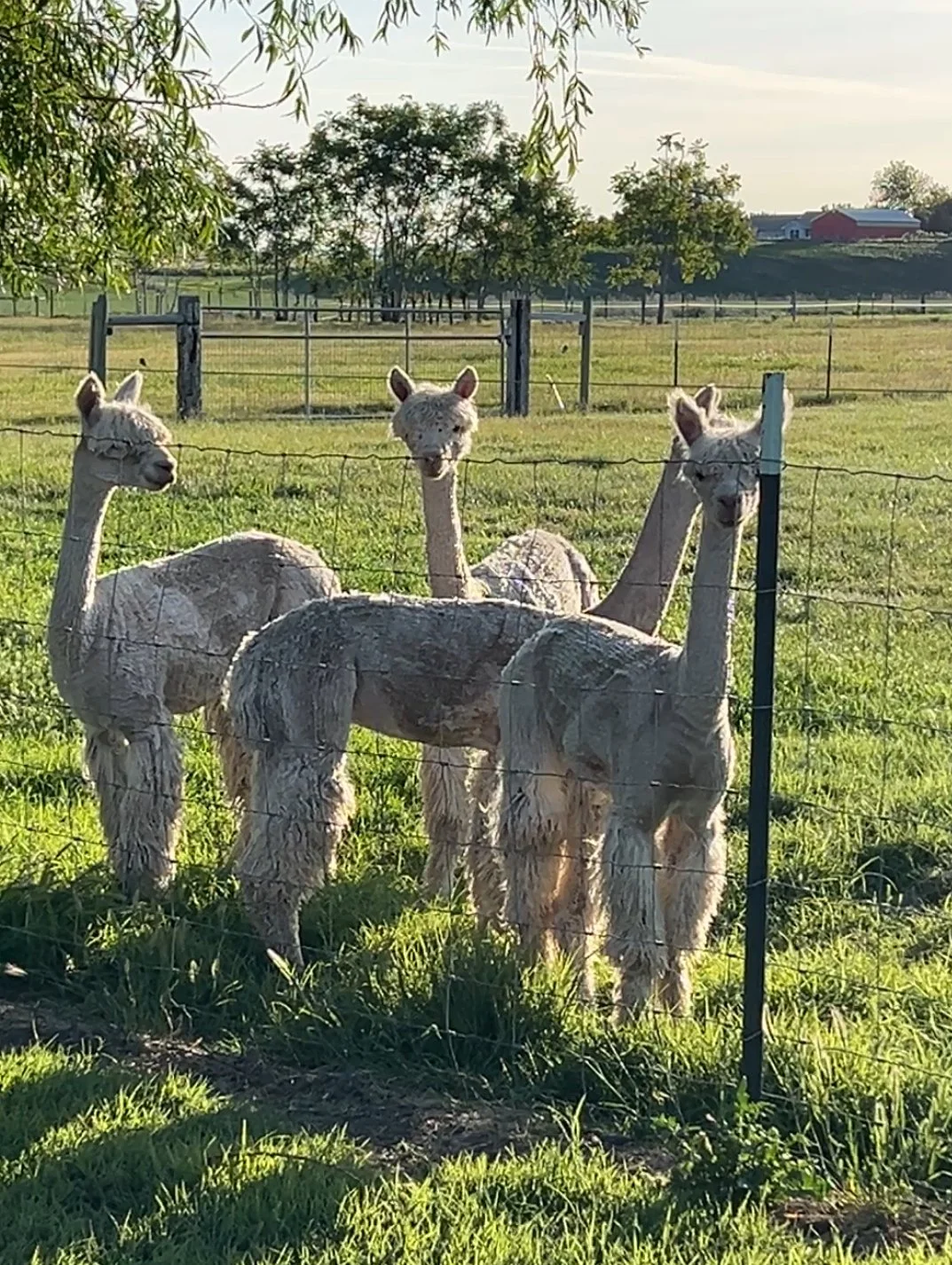 four freshly shorn alpacas standing in the green pasture on the farm in Walla Walla