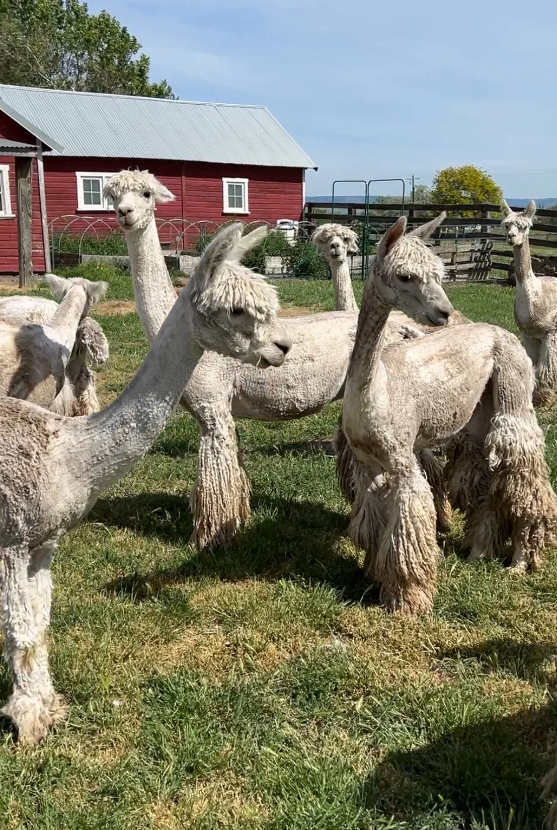 a herd of alpacas on the farm in Walla Walla