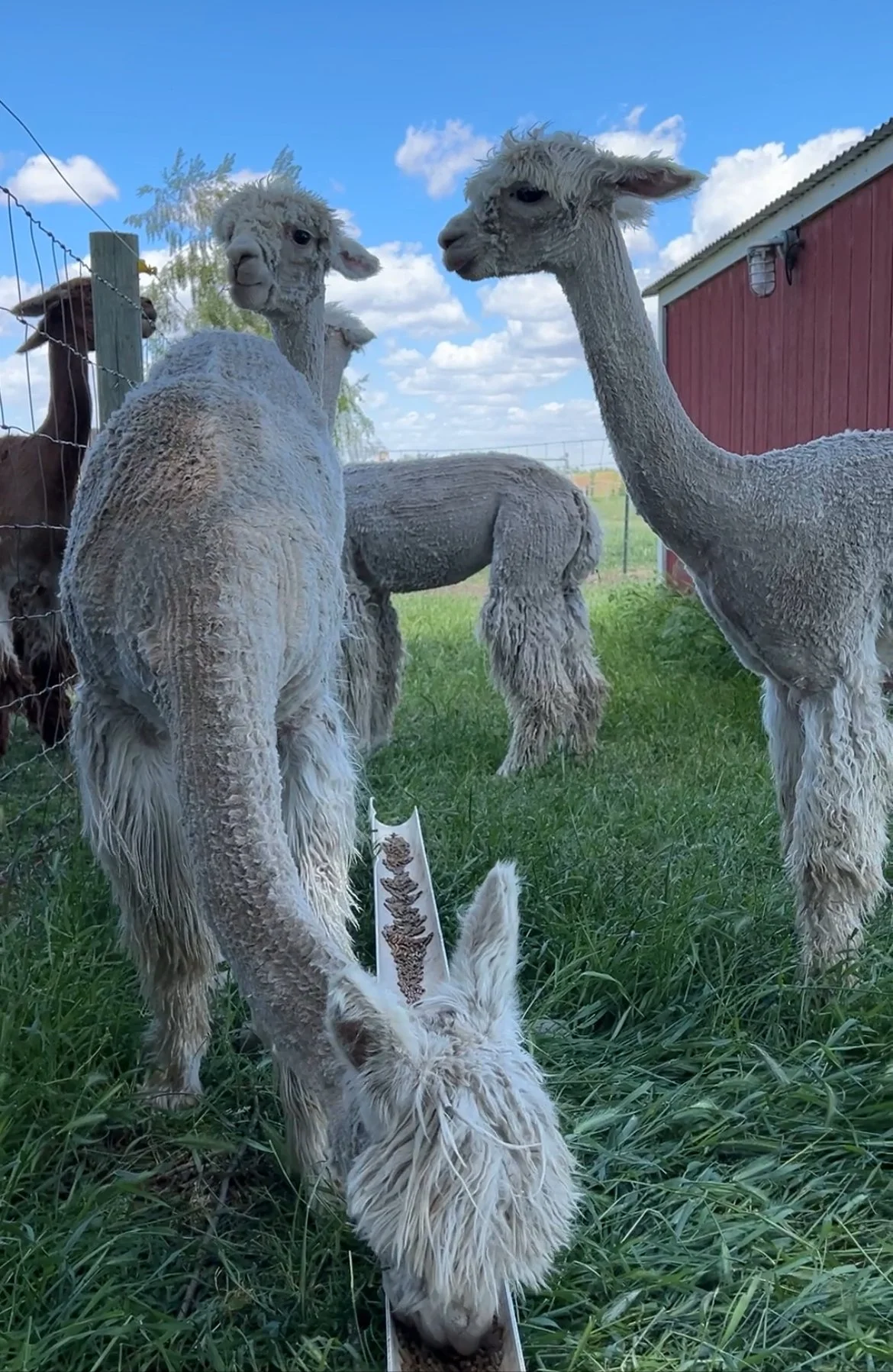 long skinny neck of a freshly shorn alpaca on the farm in Walla Walla