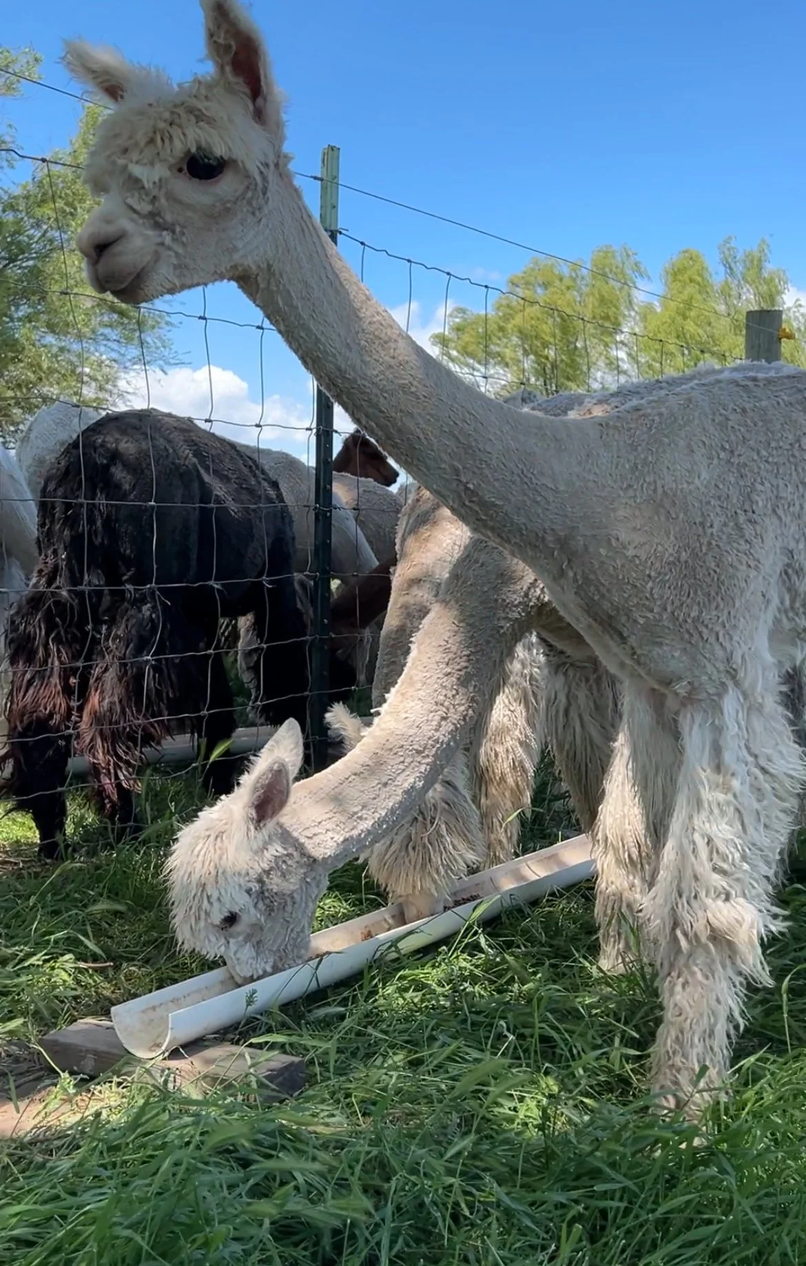 a freshly shorn alpaca on the farm in Walla Walla
